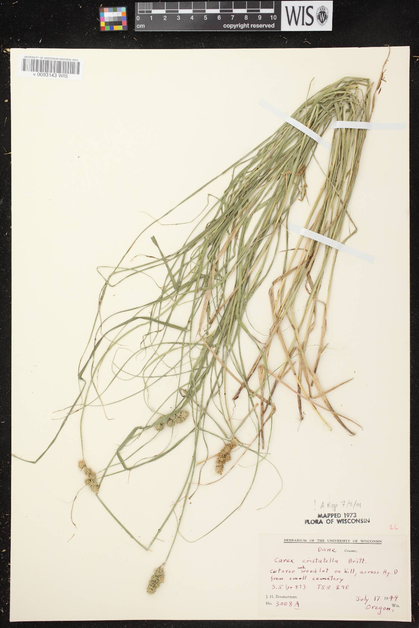 Carex cristatella image