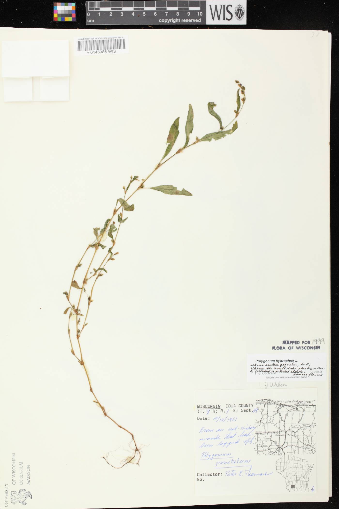 Persicaria hydropiper image
