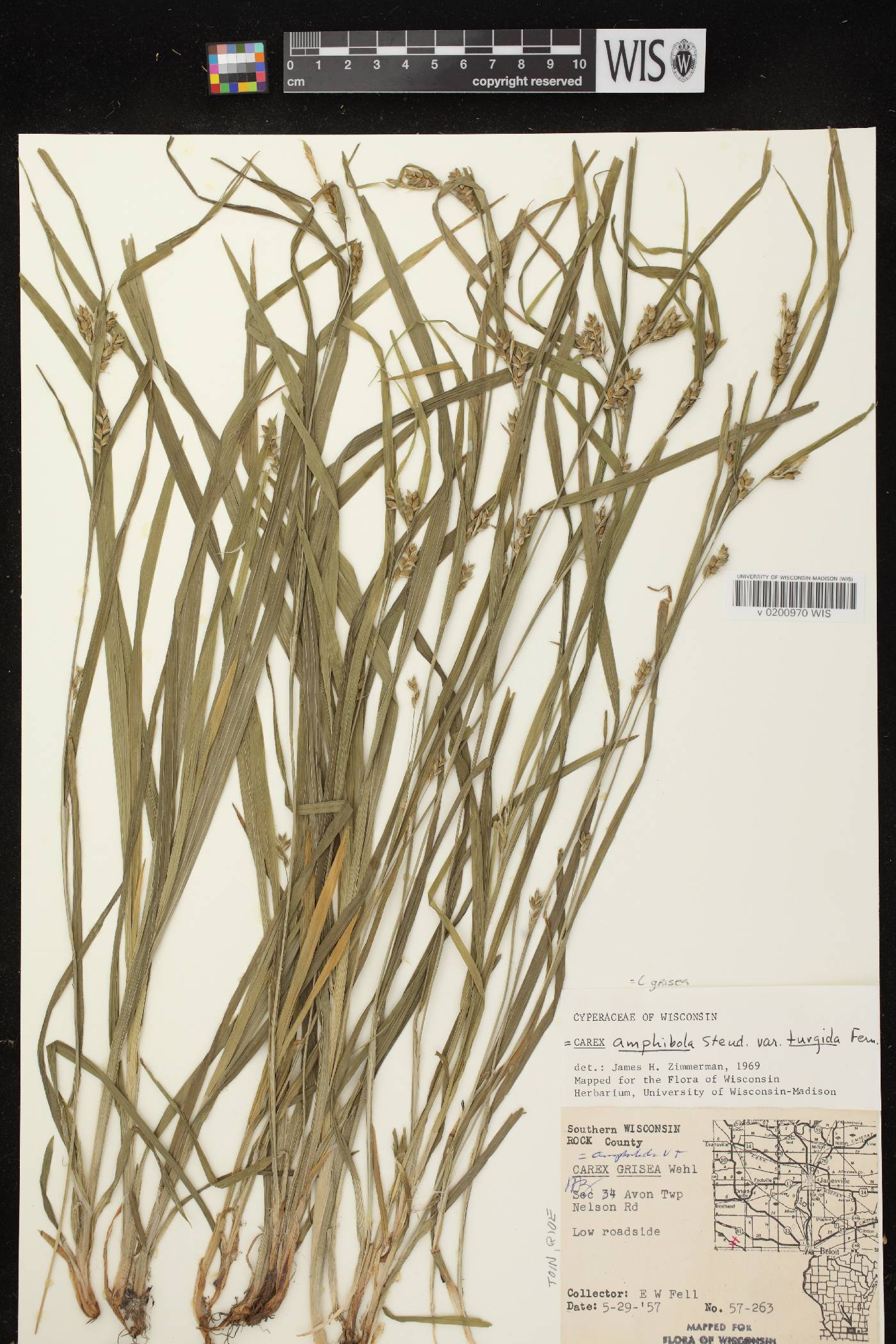 Carex grisea image