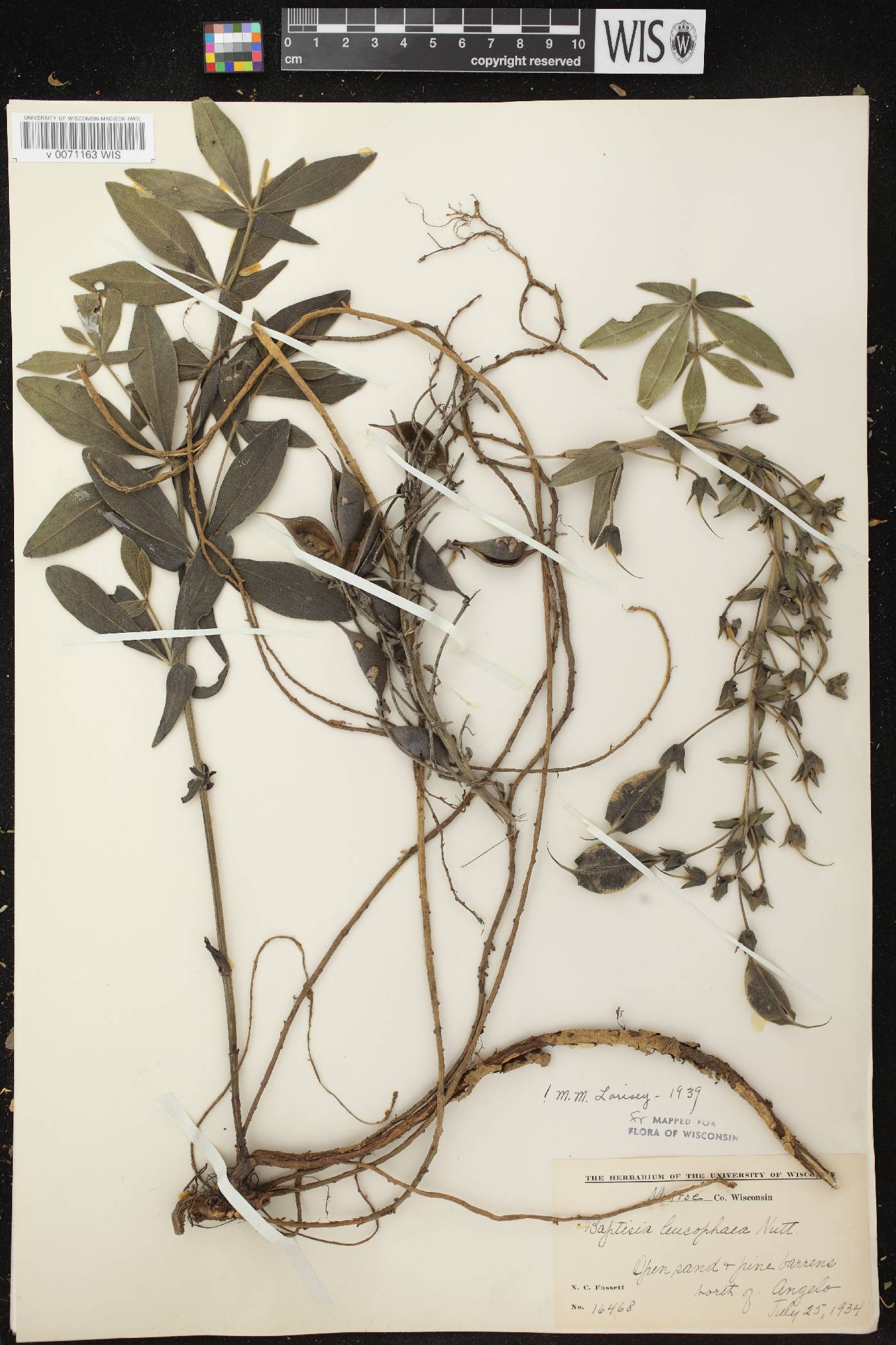 Baptisia leucophaea image
