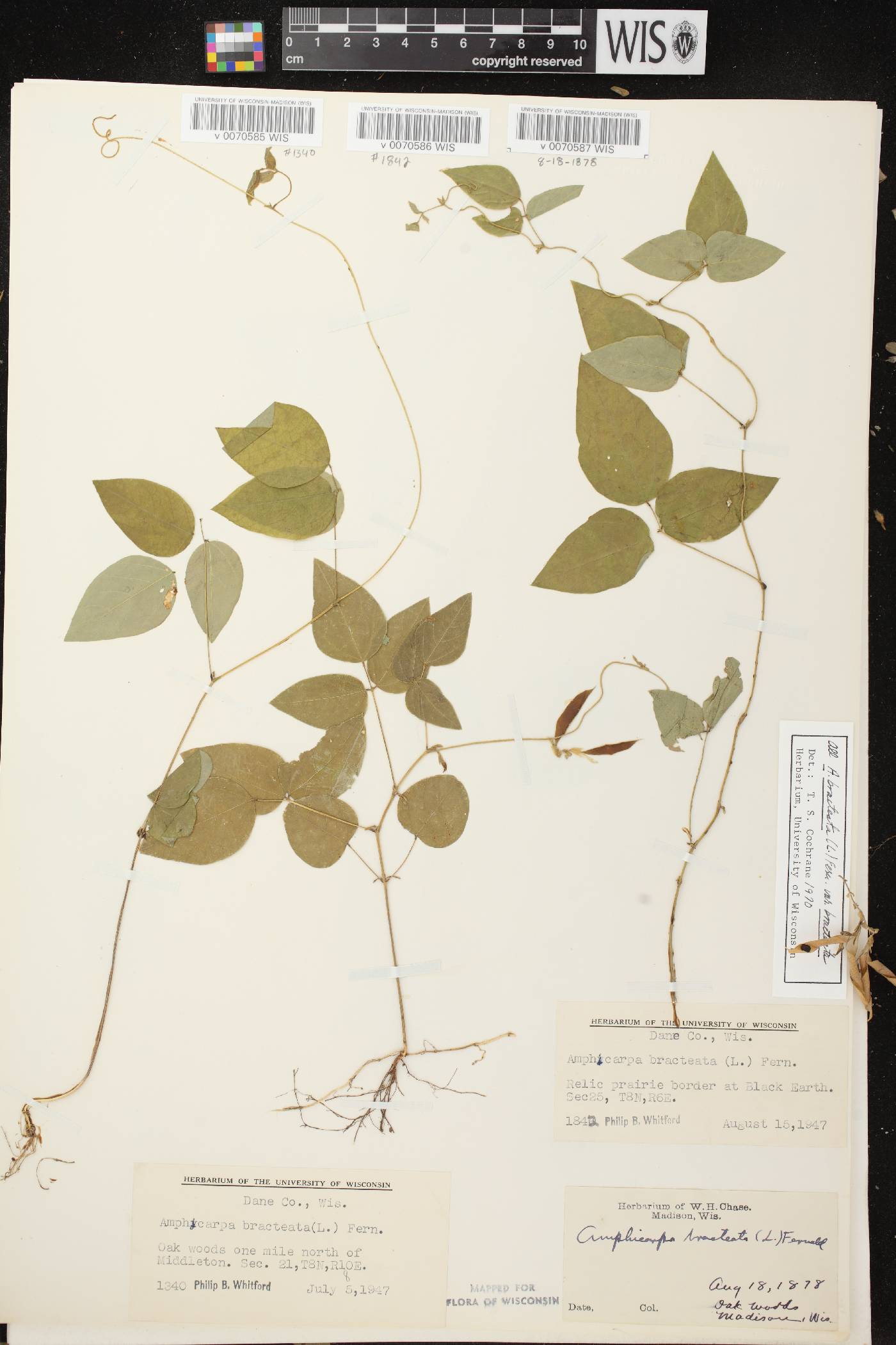 Amphicarpaea bracteata image