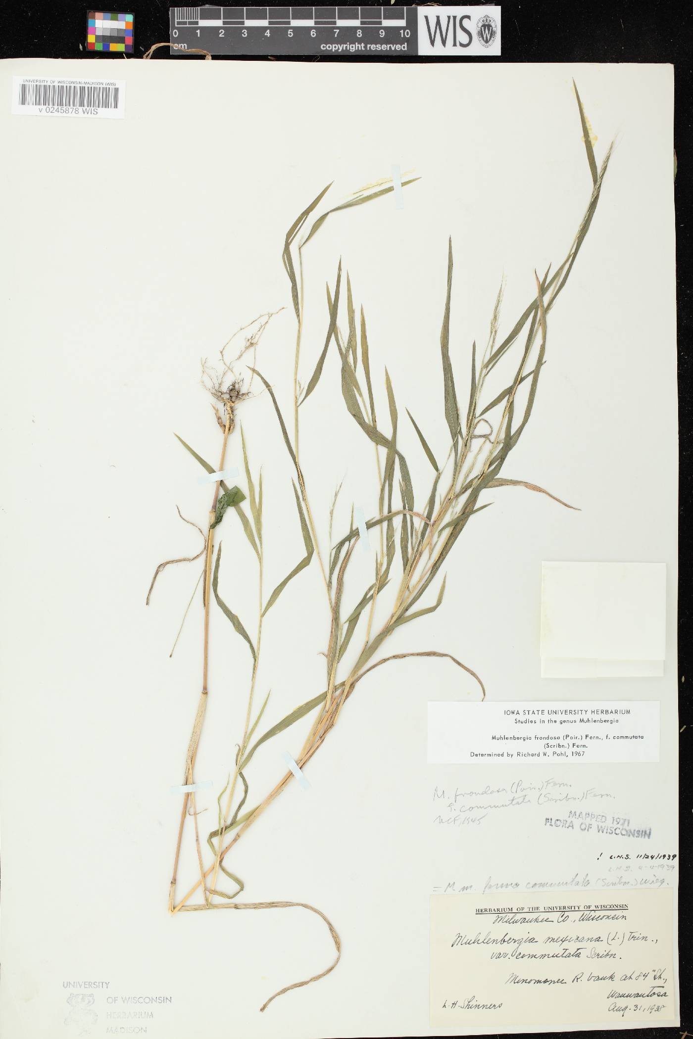 Muhlenbergia frondosa image