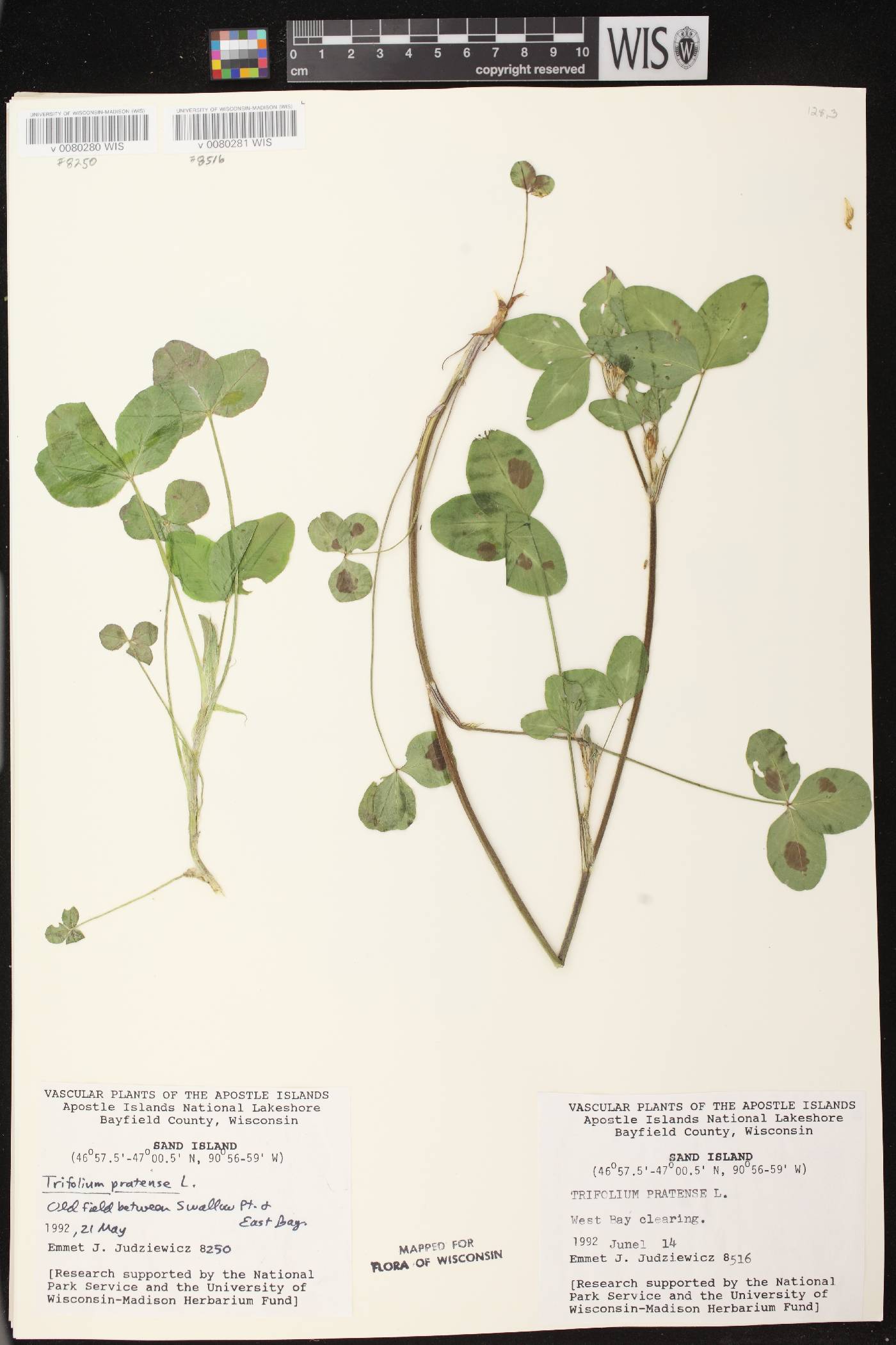 Trifolium pratense image
