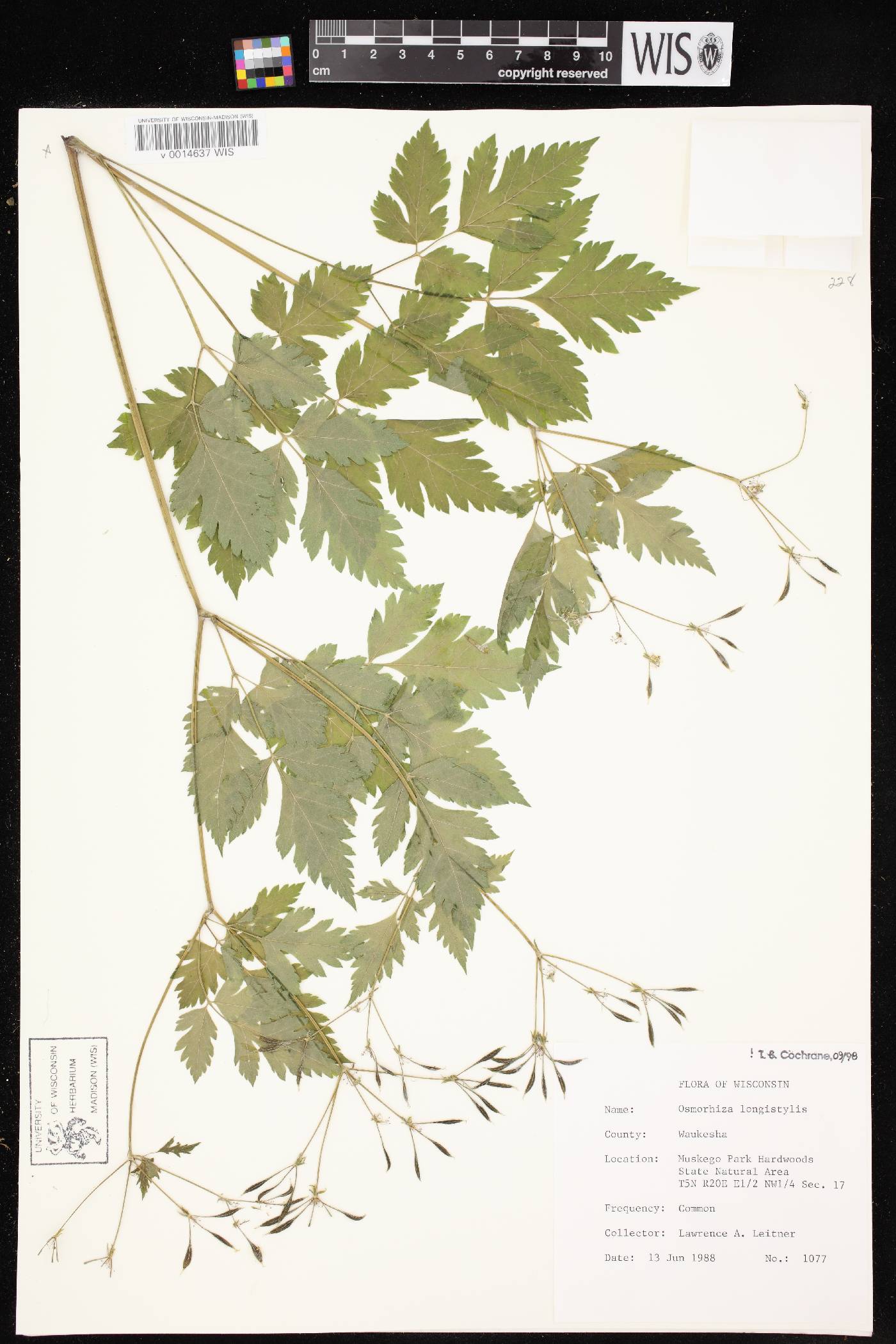 Osmorhiza longistylis image