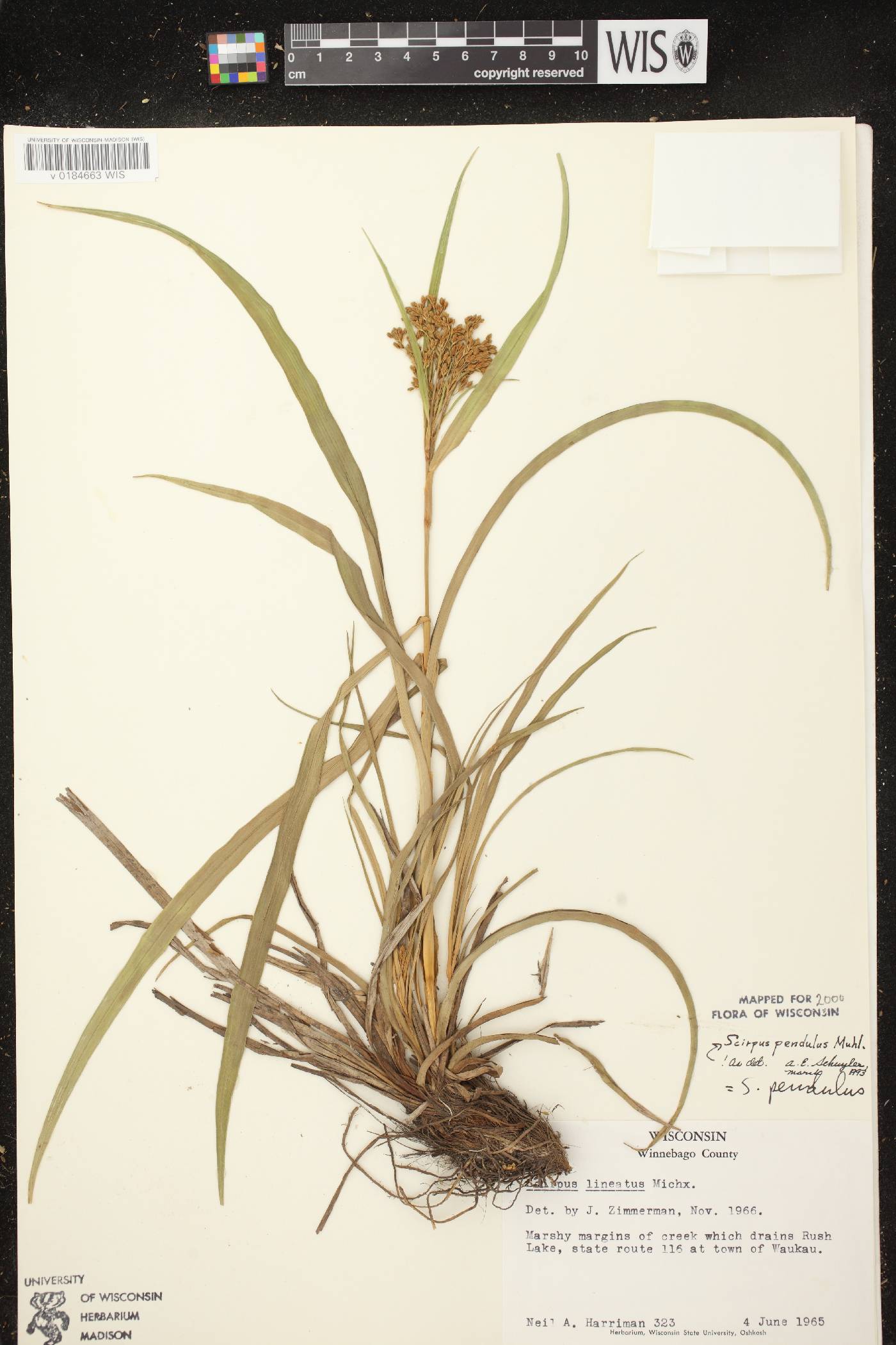 Scirpus pendulus image