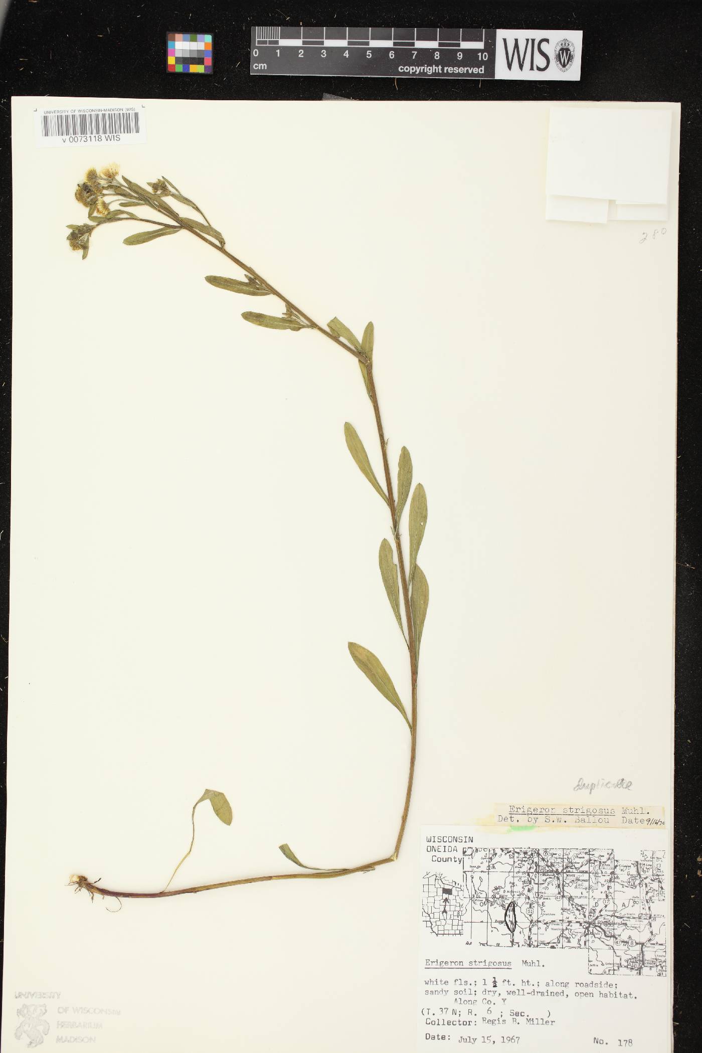 Erigeron strigosus image