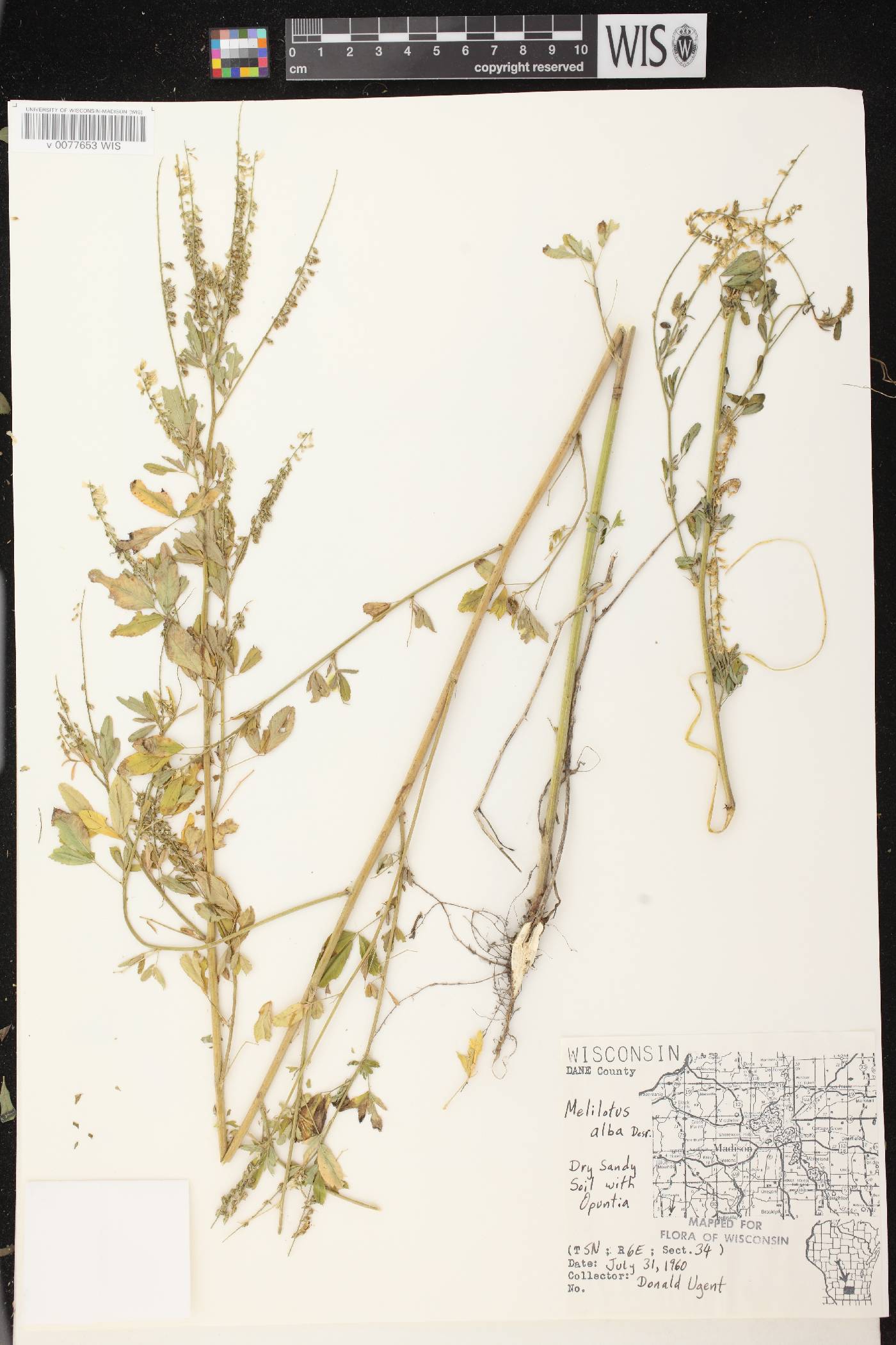Melilotus albus image