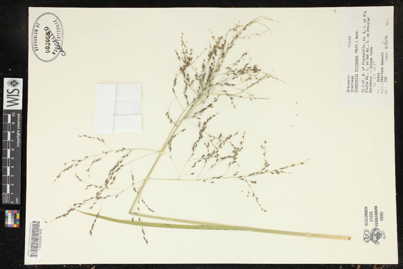 Eragrostis trichodes image