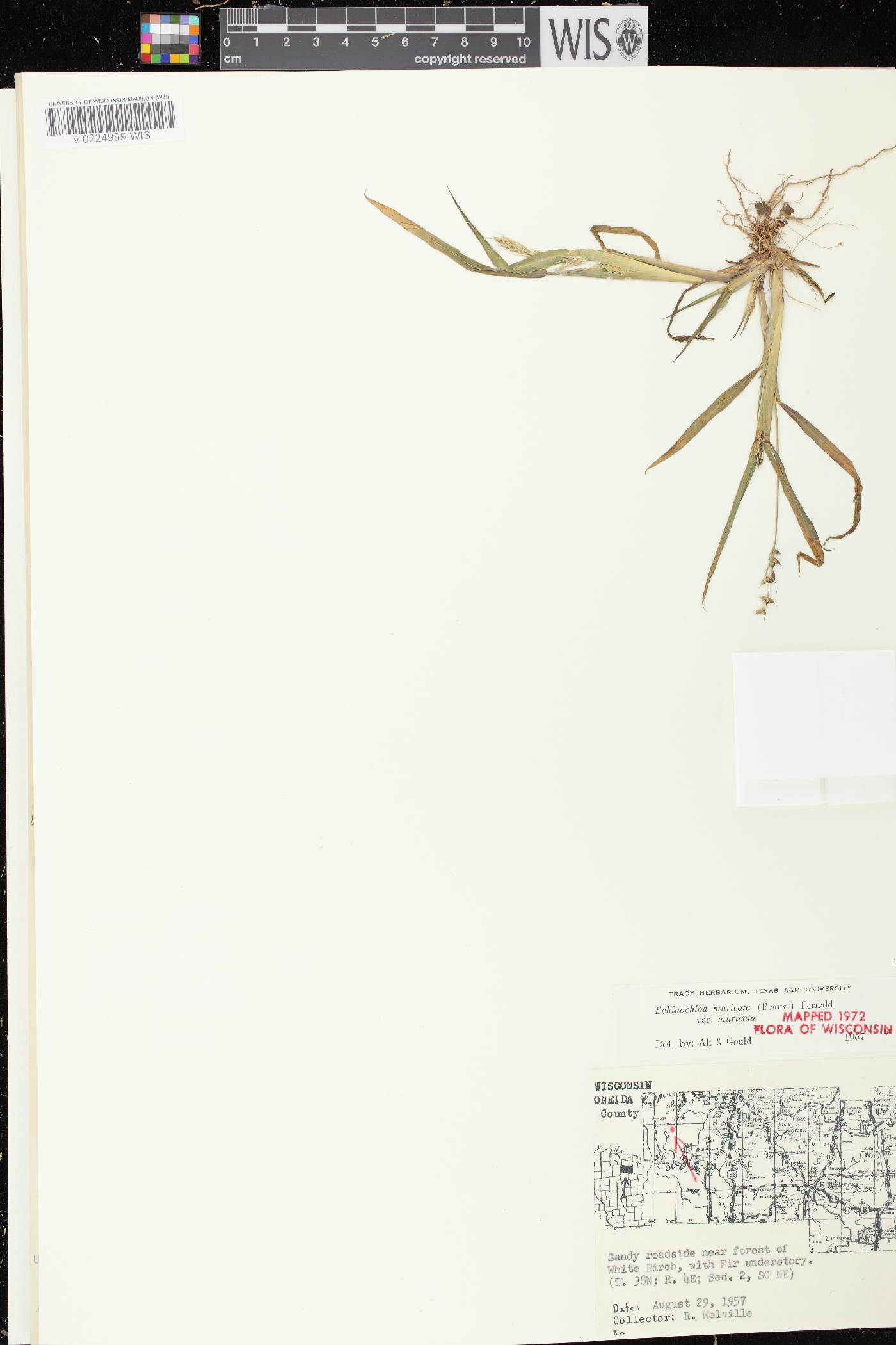 Echinochloa muricata var. muricata image
