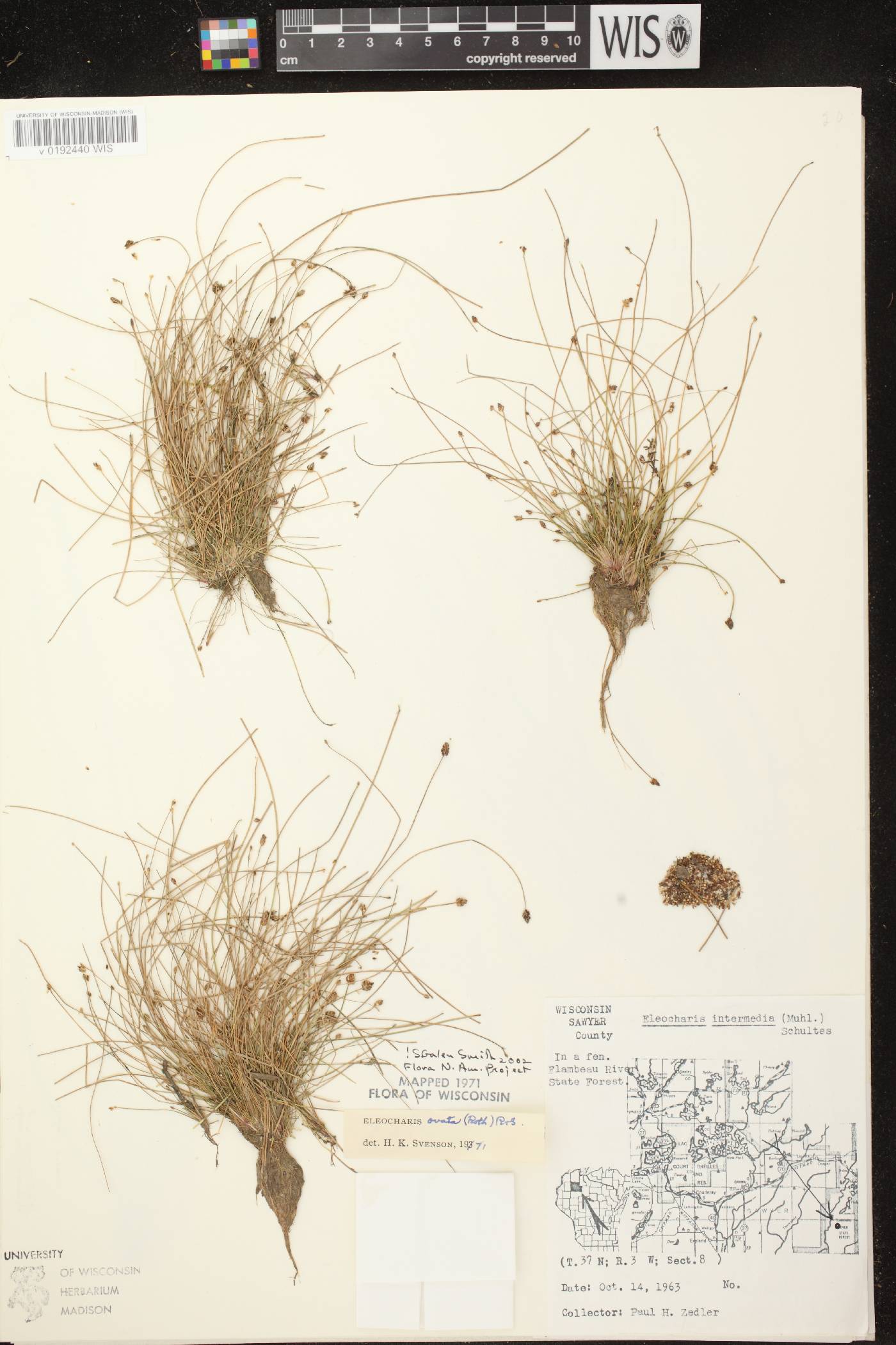 Eleocharis ovata image
