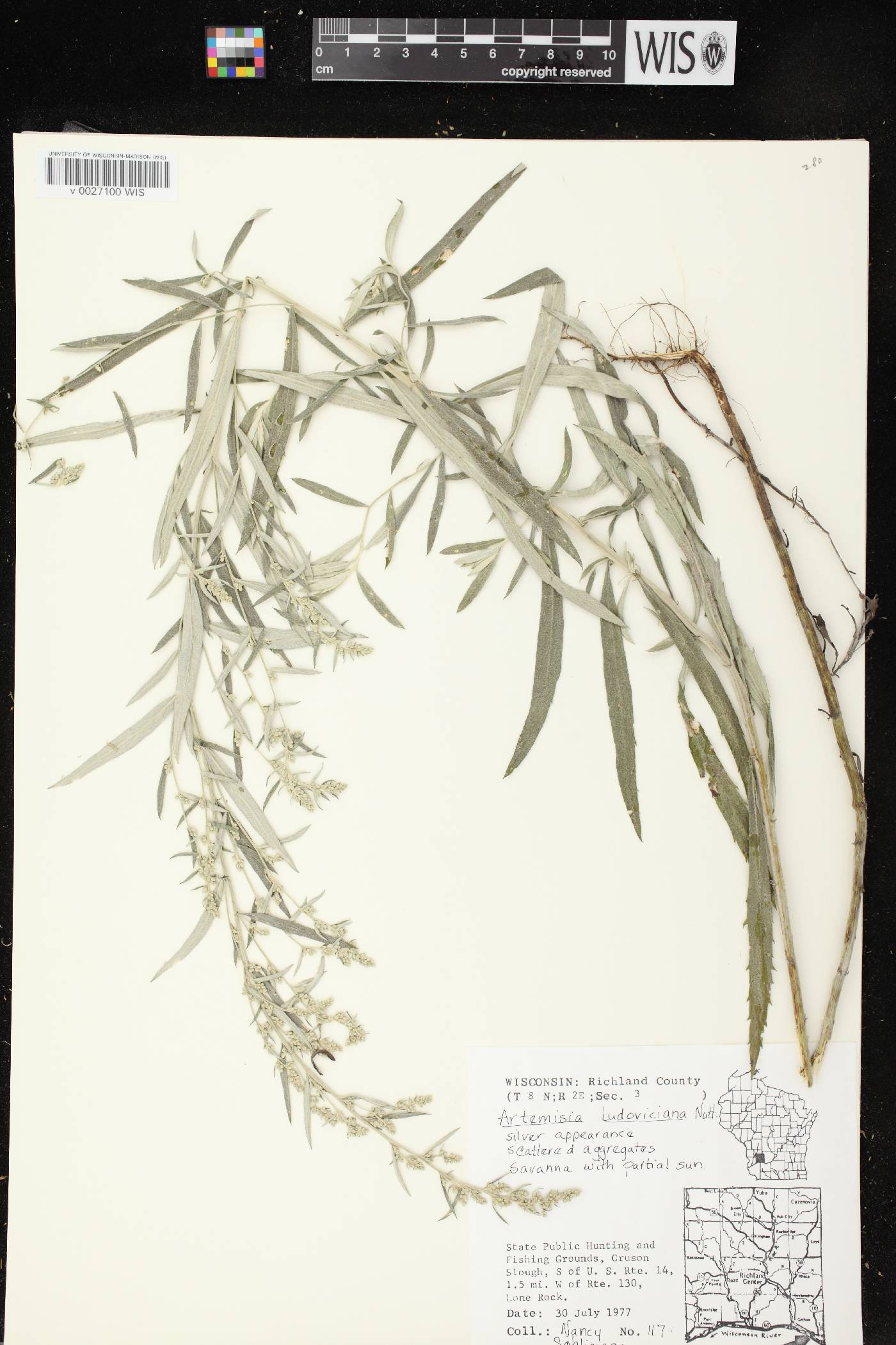 Artemisia ludoviciana image