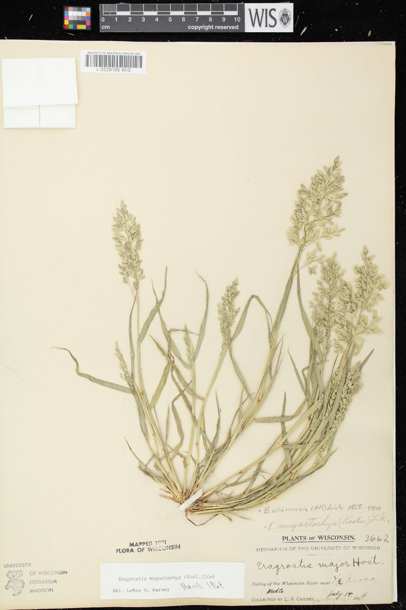 Eragrostis cilianensis image