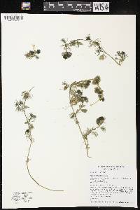 Image of Ranunculus aquatilis