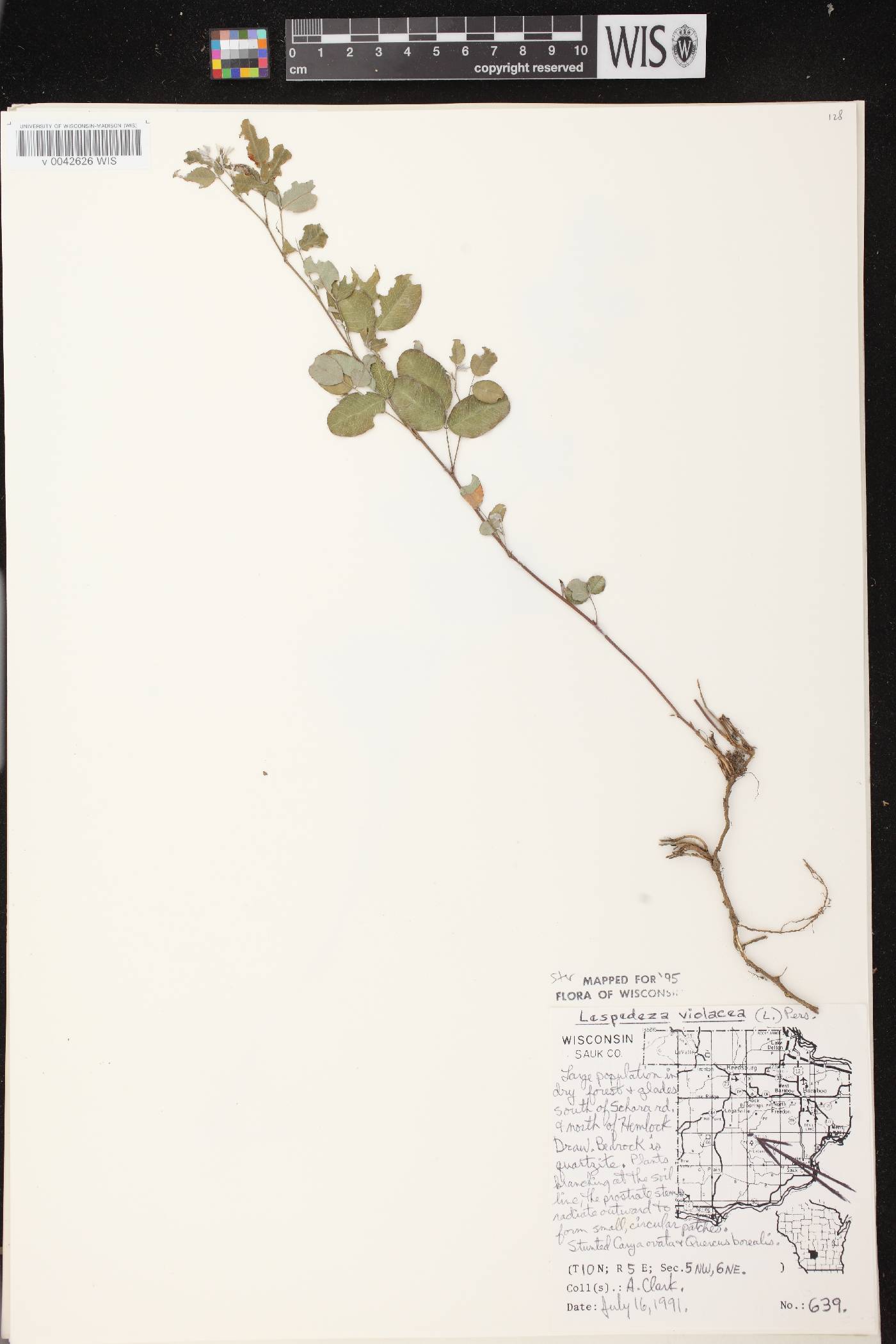 Lespedeza violacea image