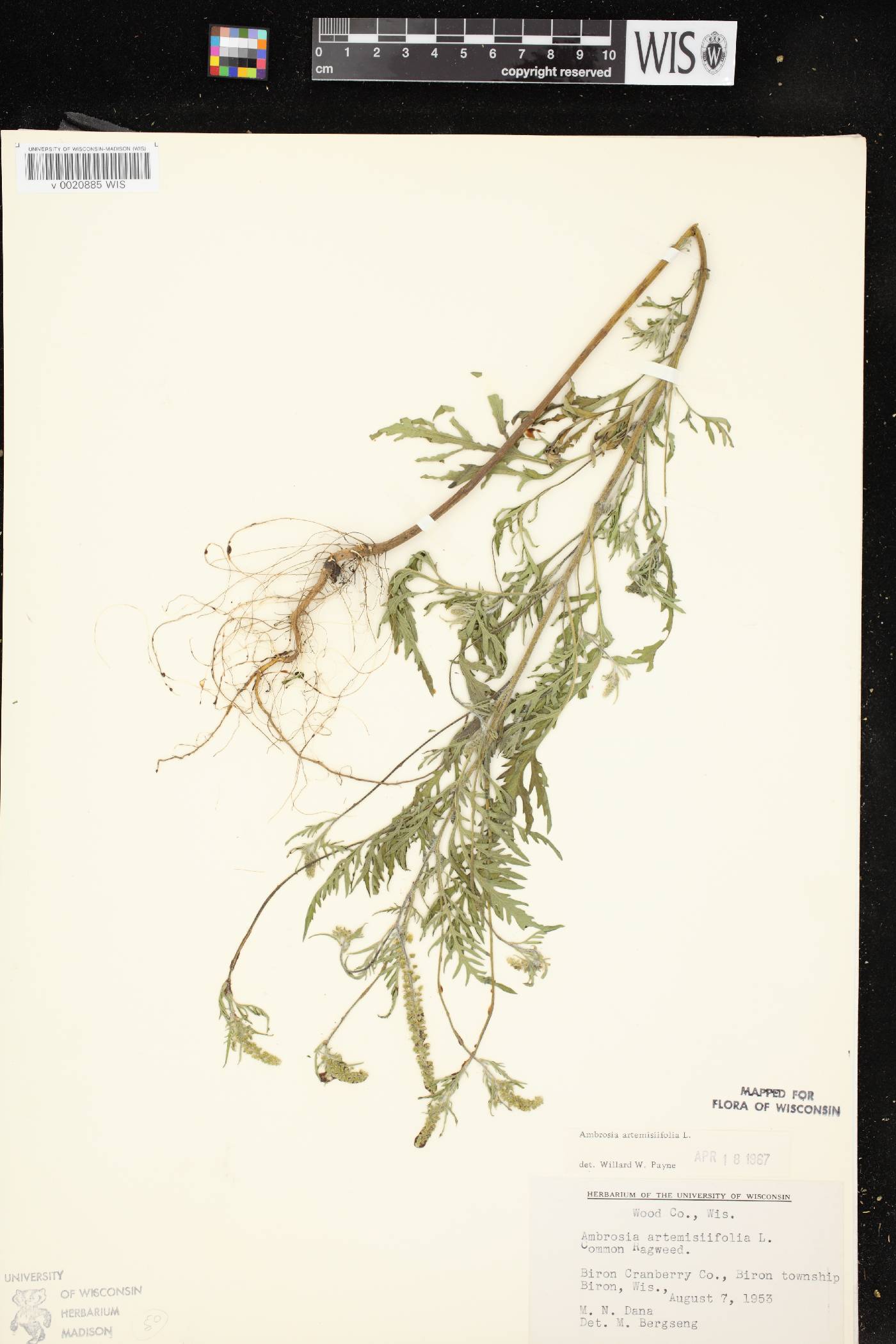 Ambrosia artemisiifolia image