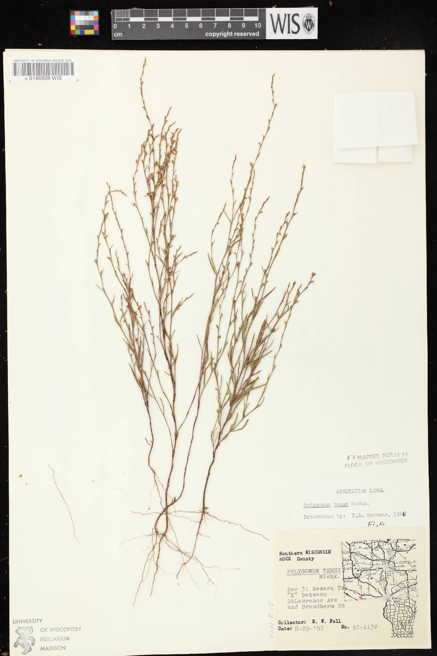 Polygonum tenue image
