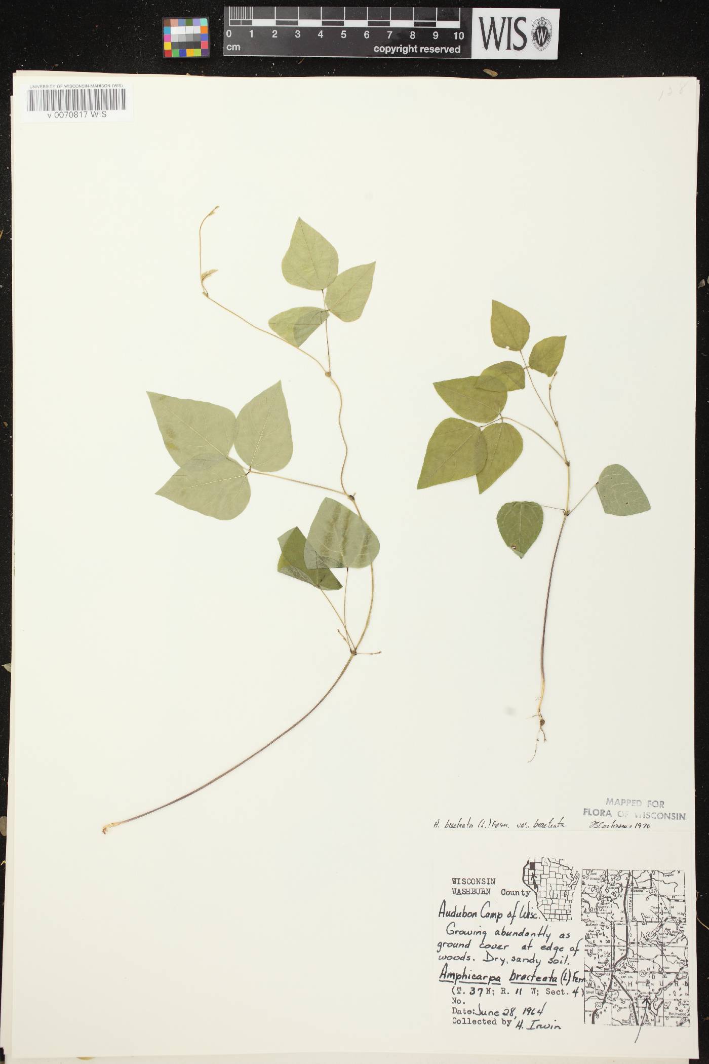 Amphicarpaea bracteata image