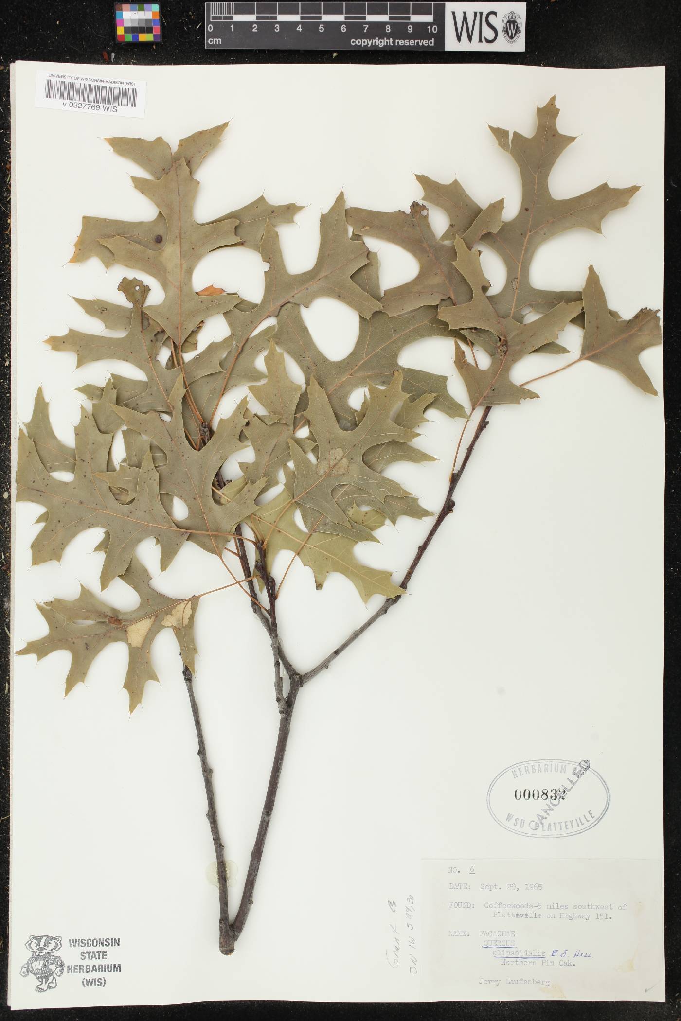 Quercus ellipsoidalis image