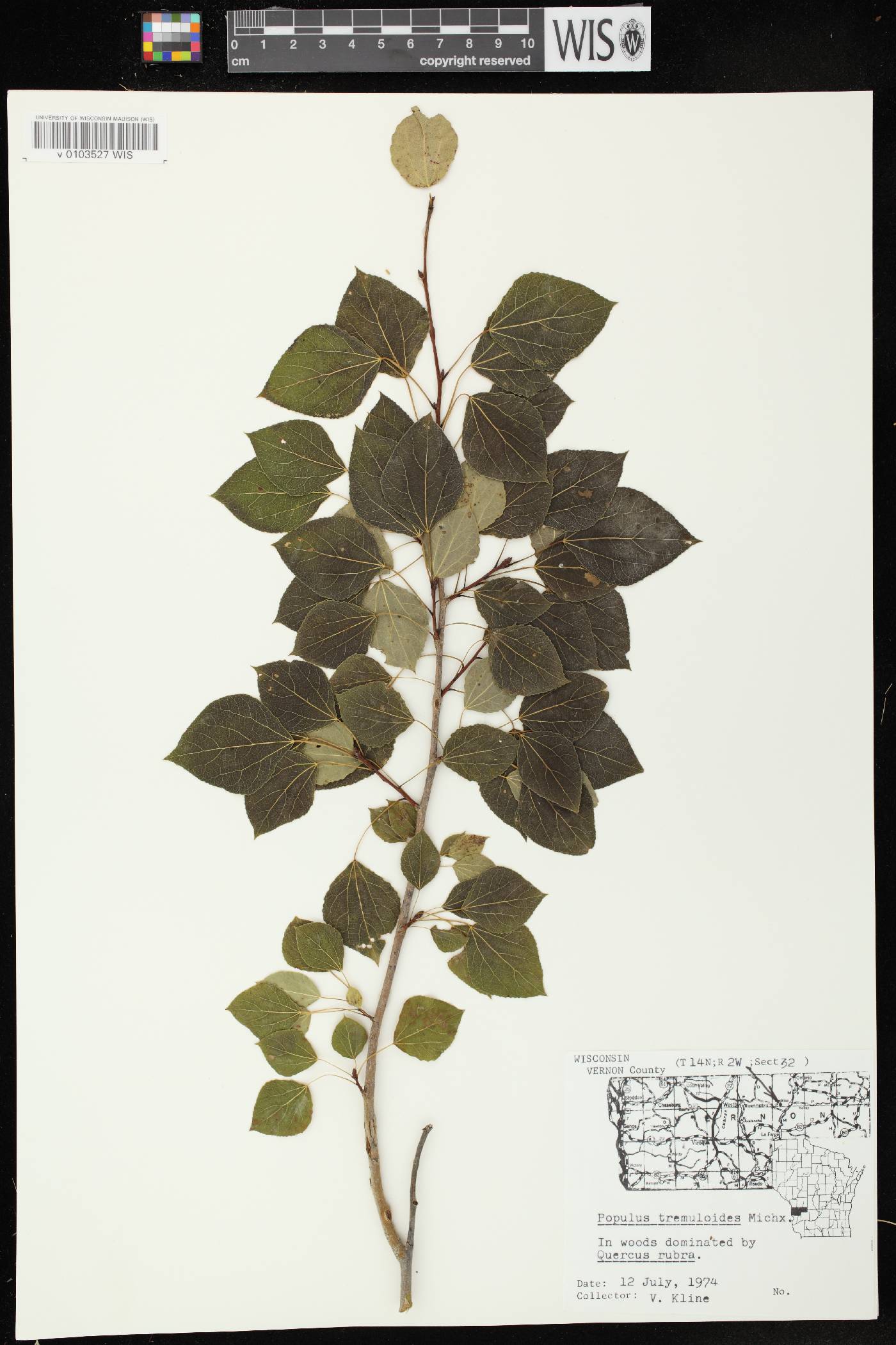 Populus tremuloides image