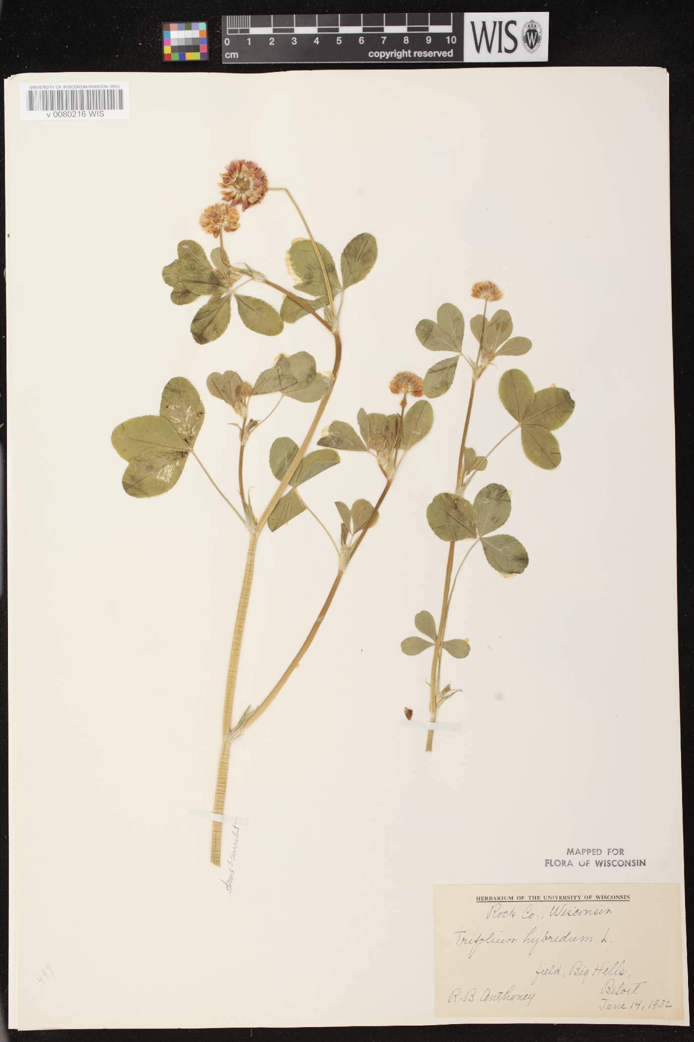 Trifolium hybridum image