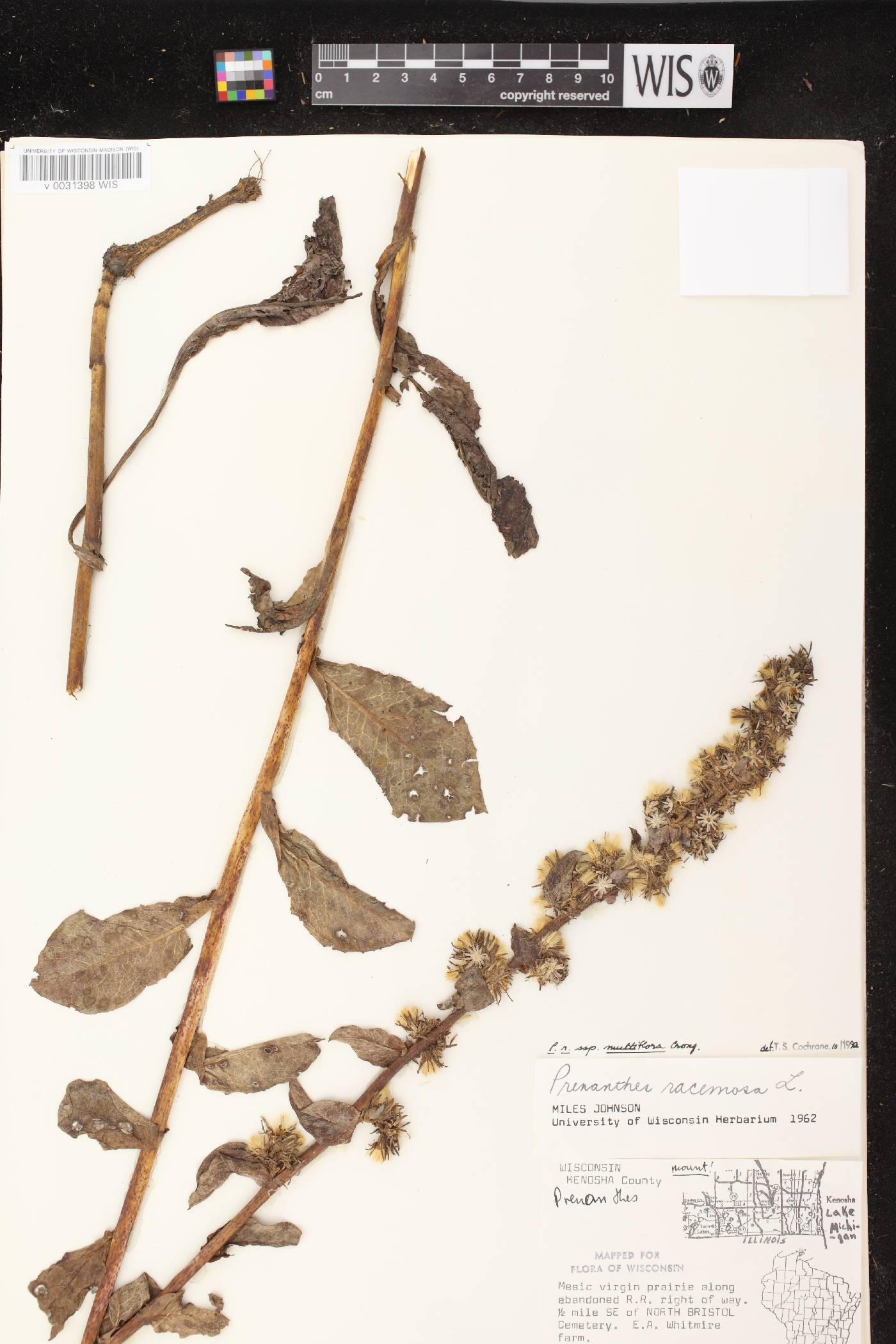 Prenanthes racemosa image