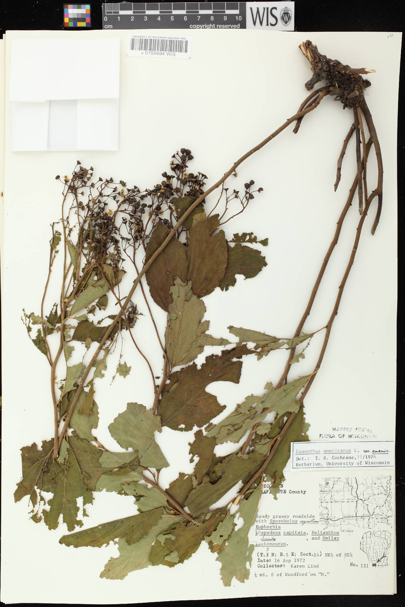 Ceanothus americanus image