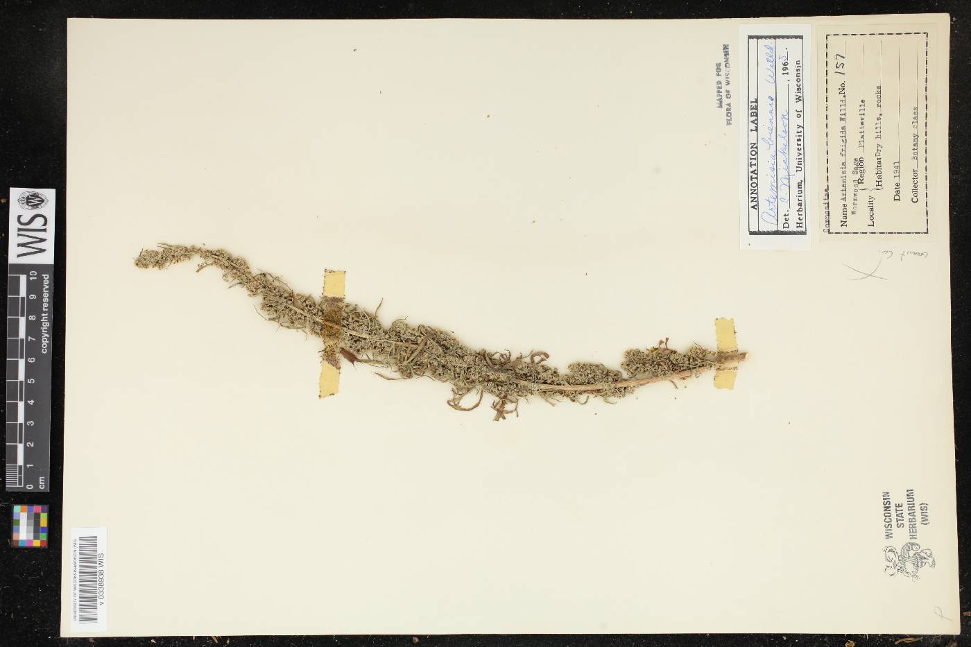 Artemisia biennis image