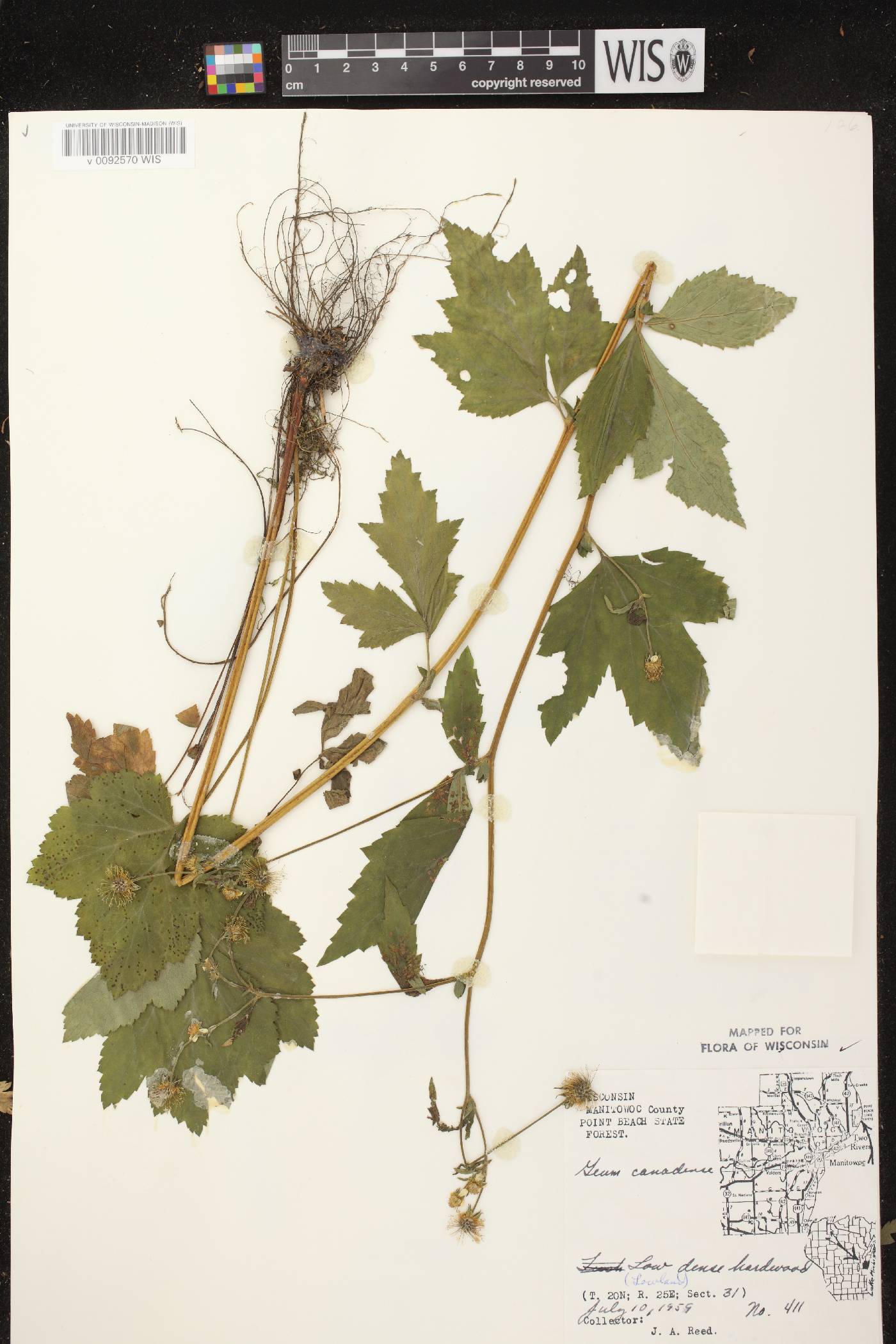 Geum canadense image