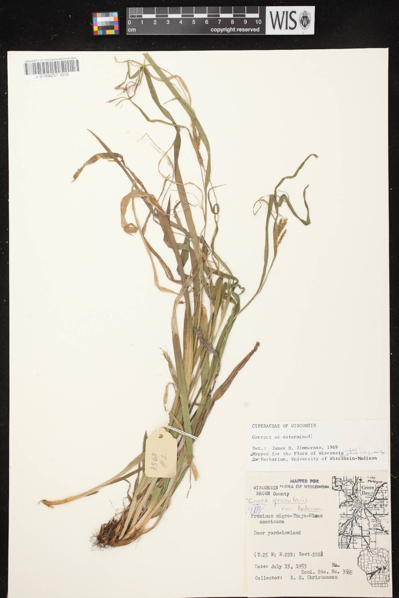 Carex granularis image