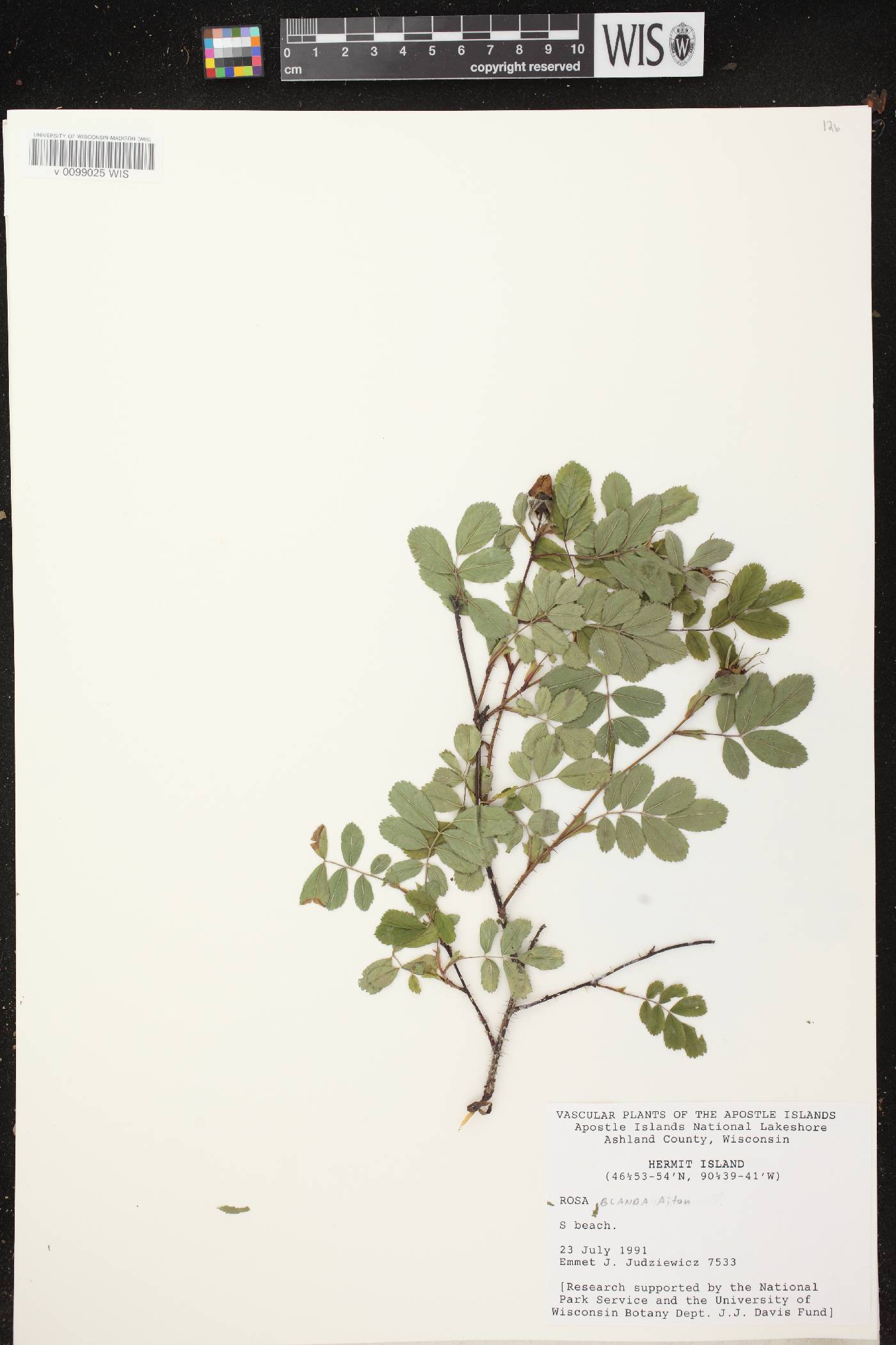 Rosa blanda image