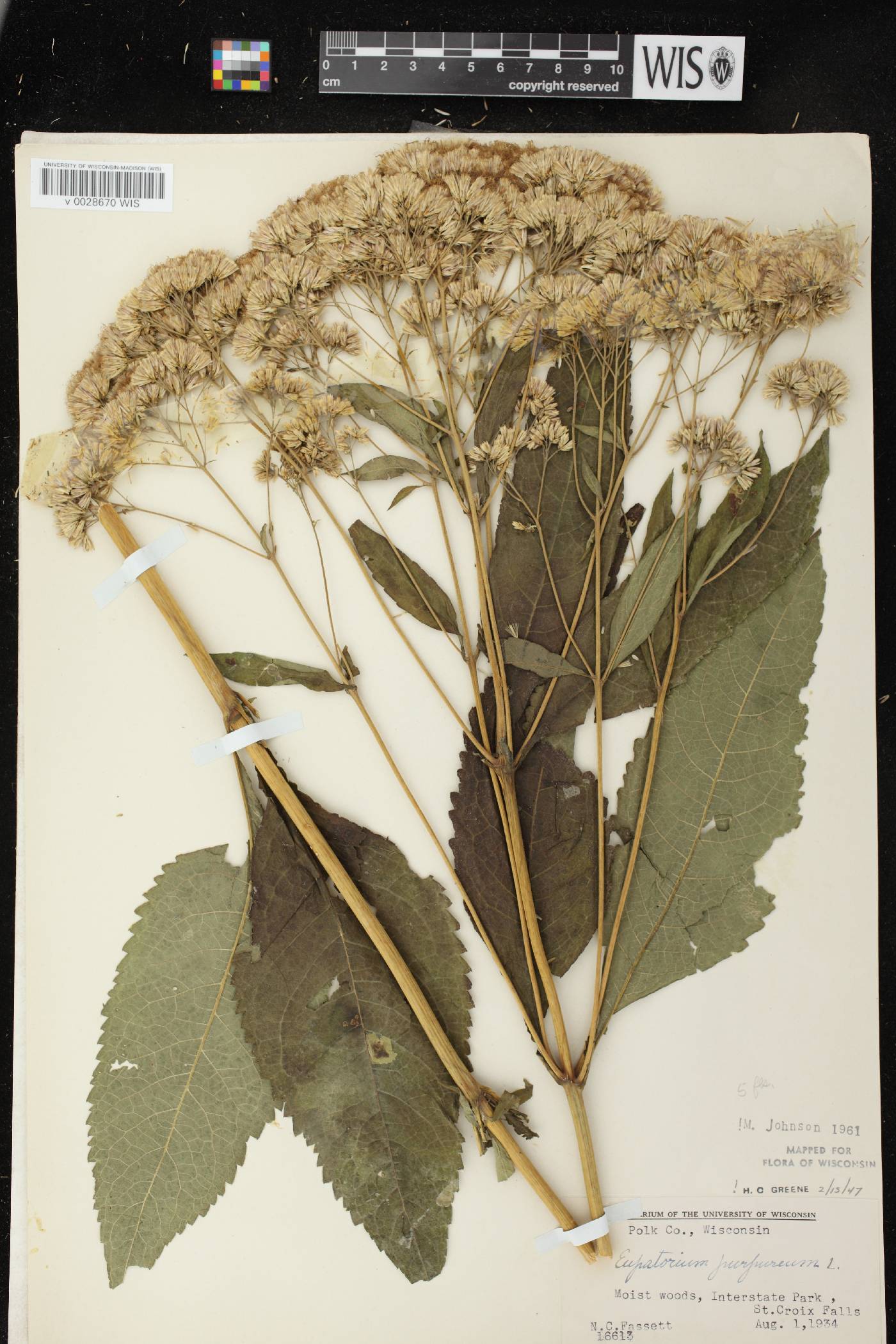 Eutrochium purpureum image