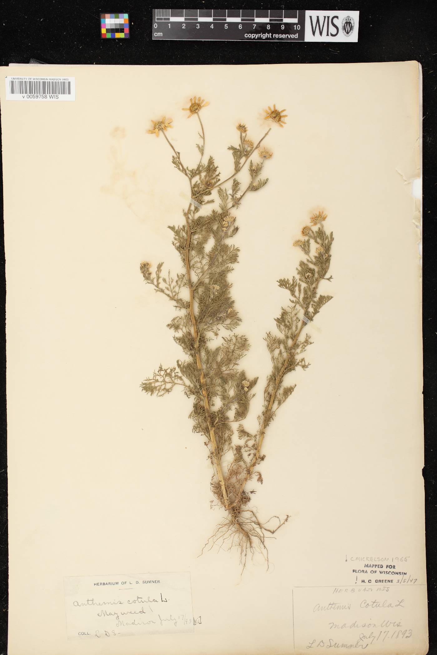 Anthemis cotula image