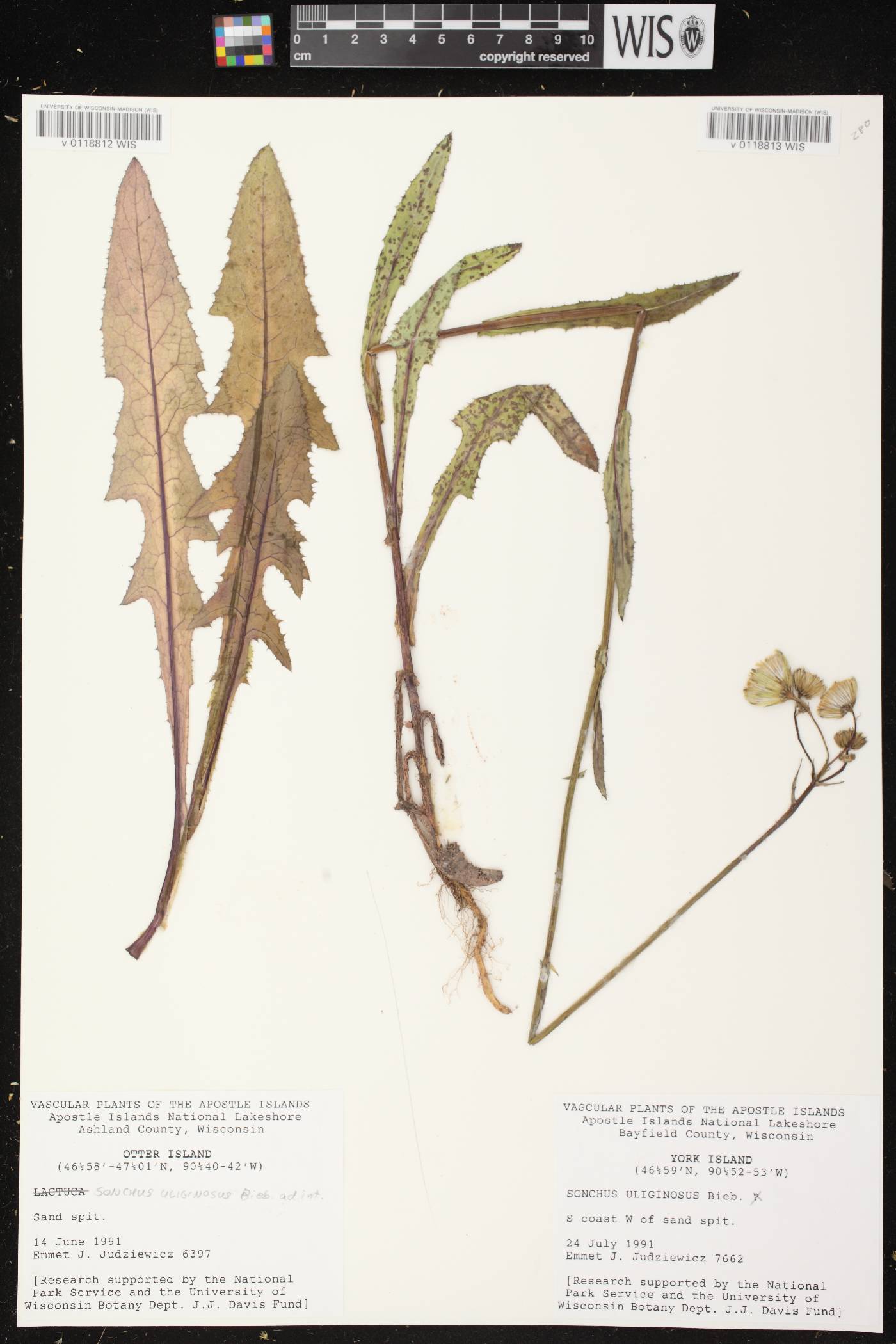 Sonchus arvensis image