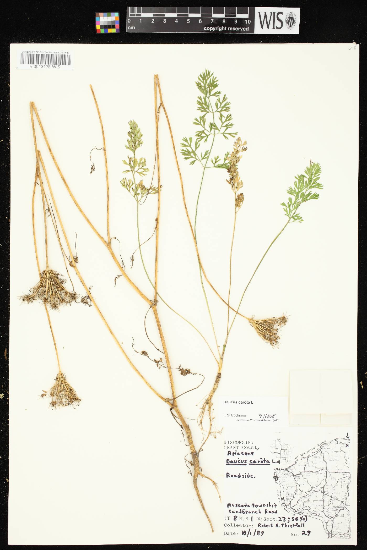 Daucus carota image