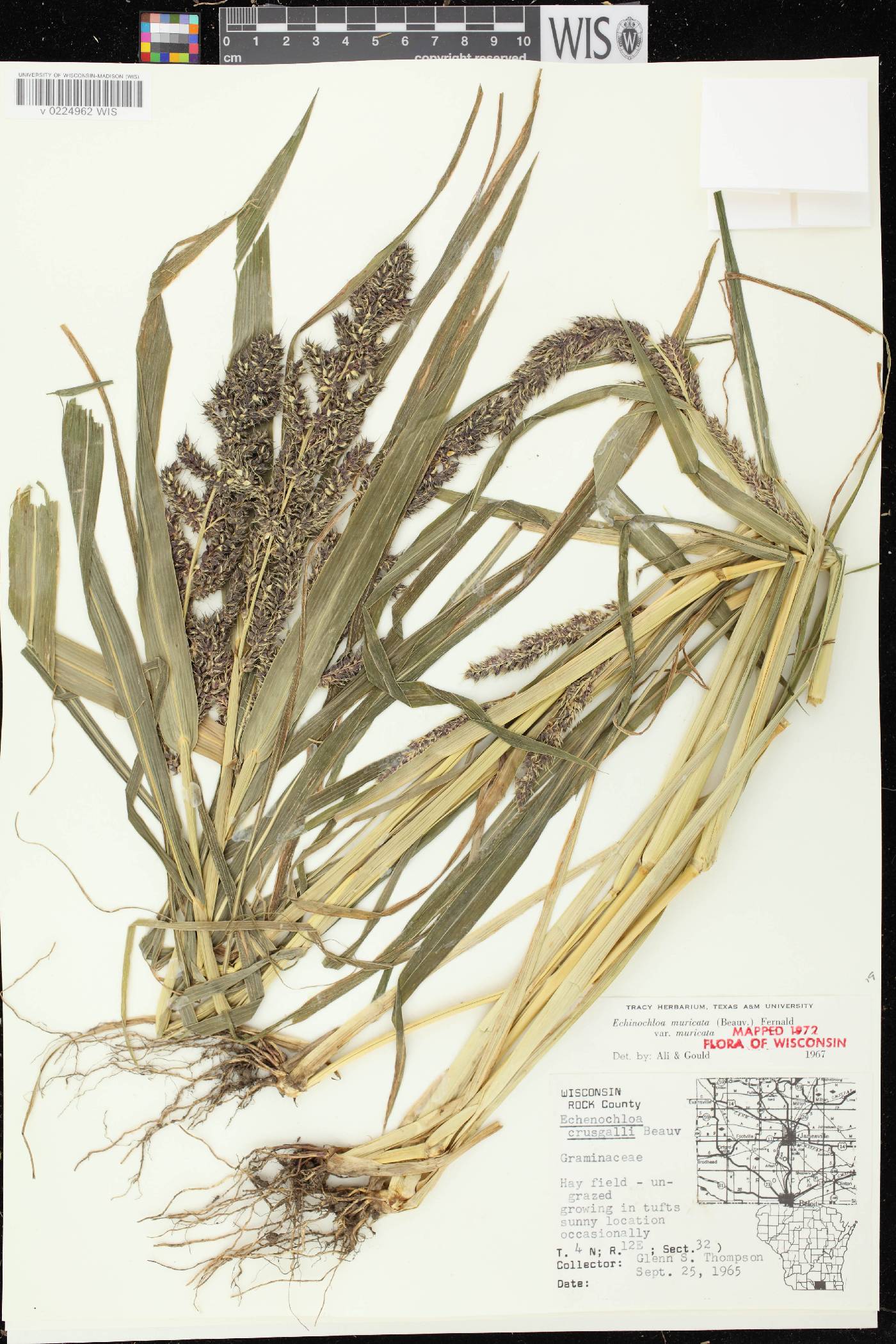 Echinochloa muricata var. muricata image