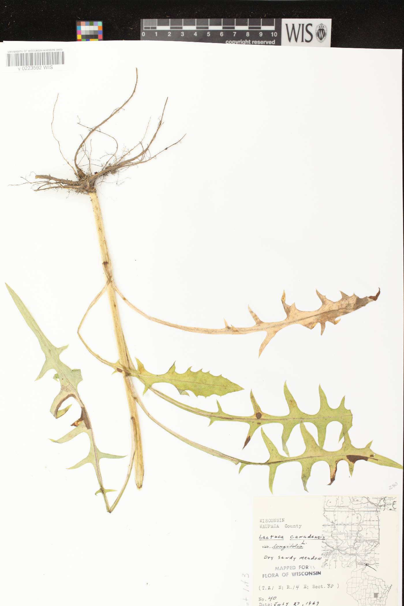 Lactuca canadensis image