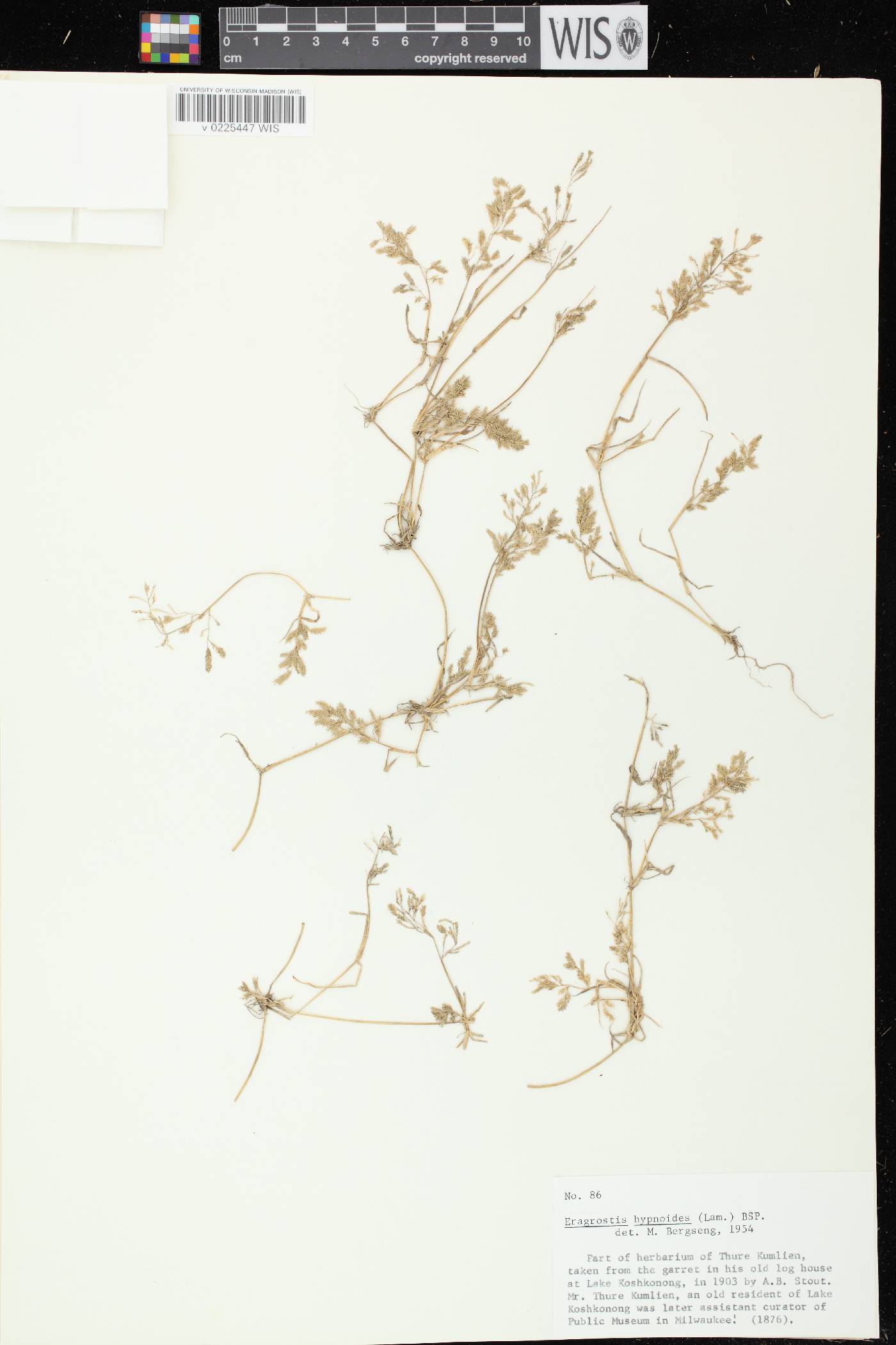 Eragrostis hypnoides image