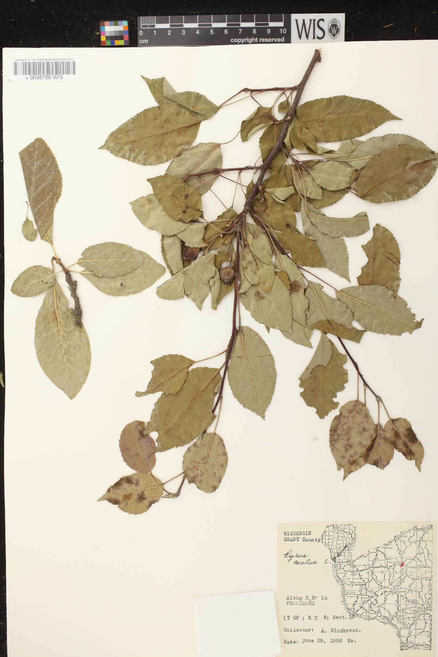 Malus pumila image