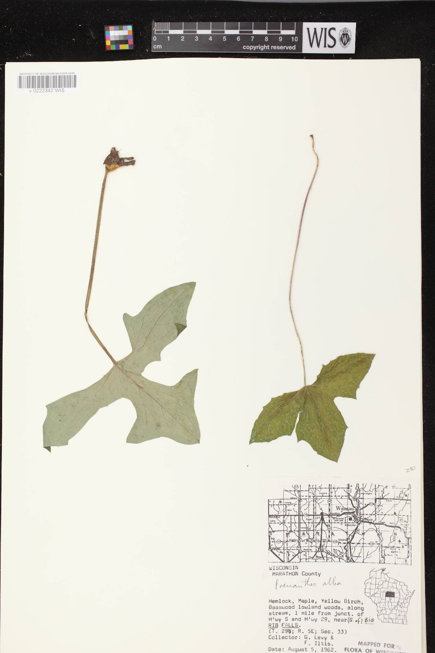 Prenanthes alba image