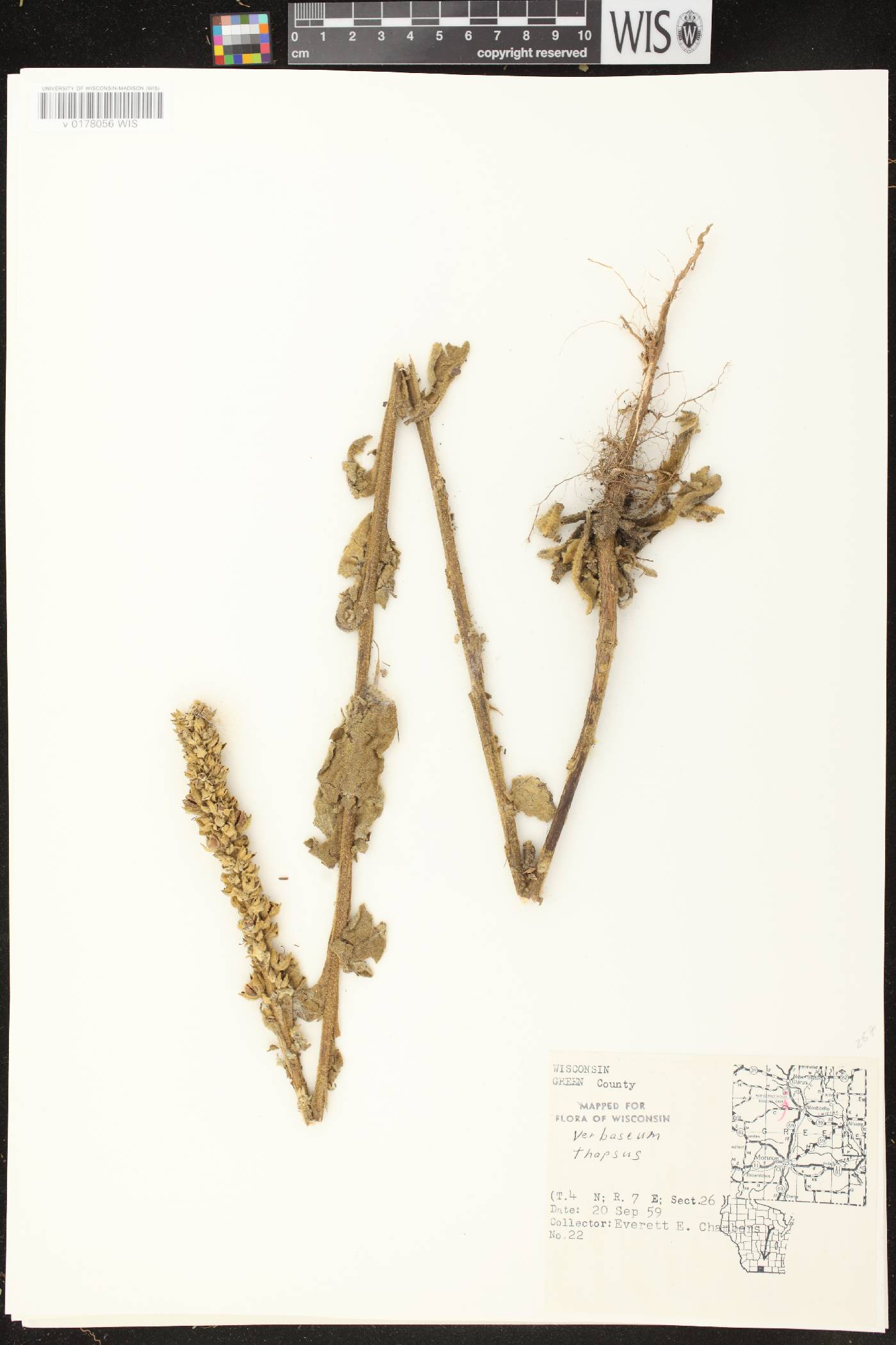 Verbascum thapsus image