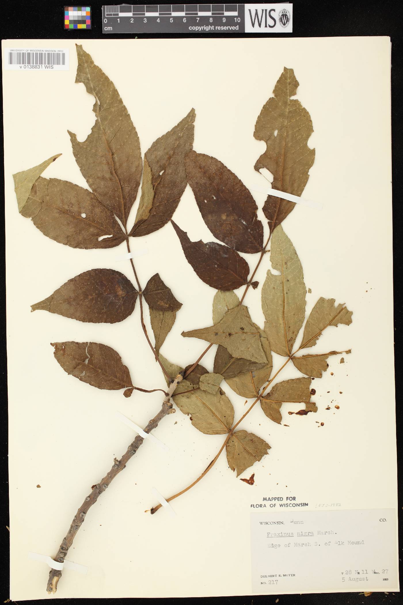 Fraxinus nigra image
