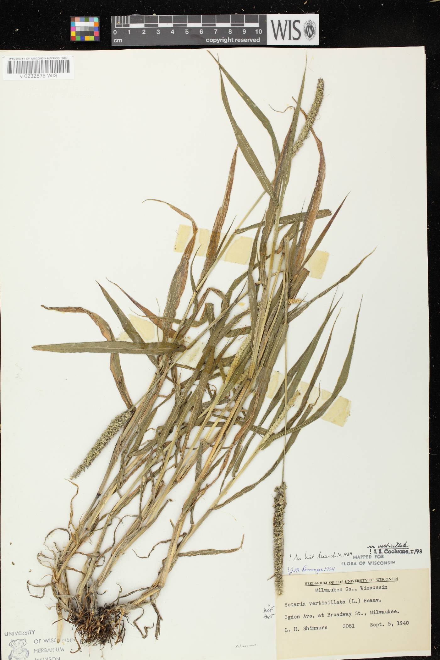 Setaria verticillata image