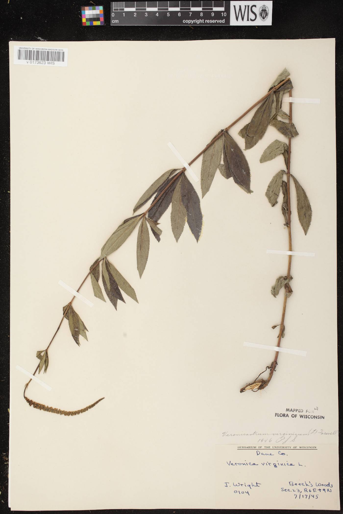 Veronicastrum virginicum image