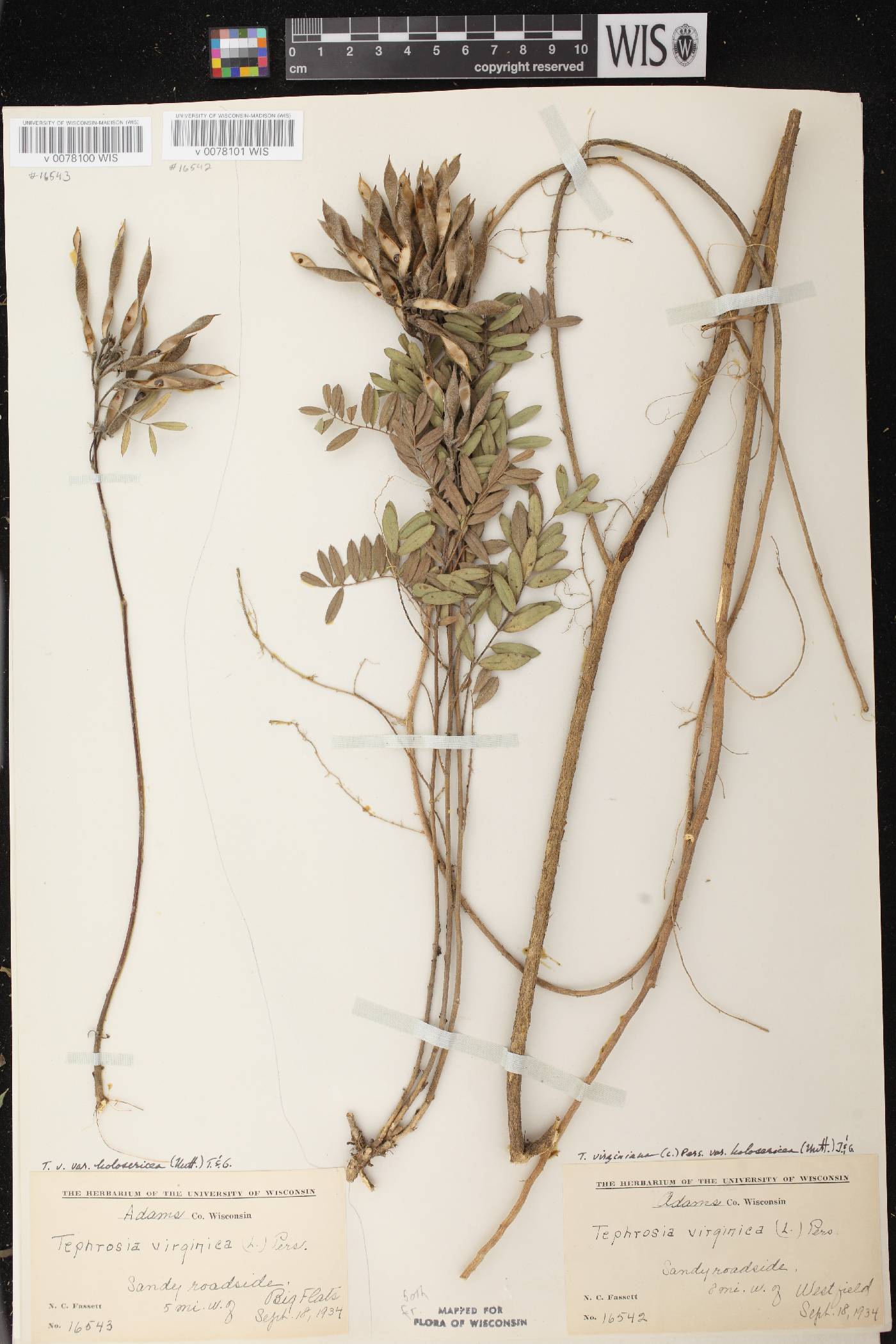Tephrosia virginiana image