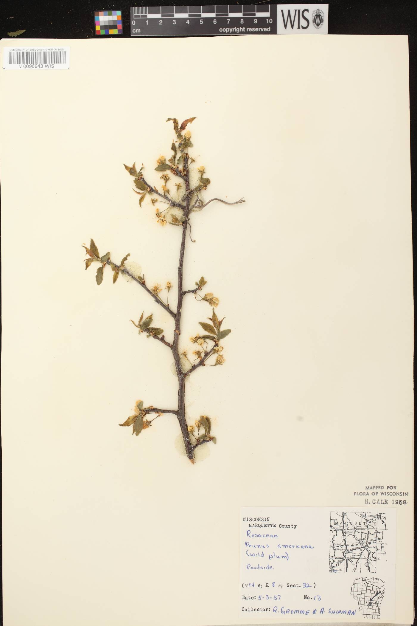 Prunus americana image