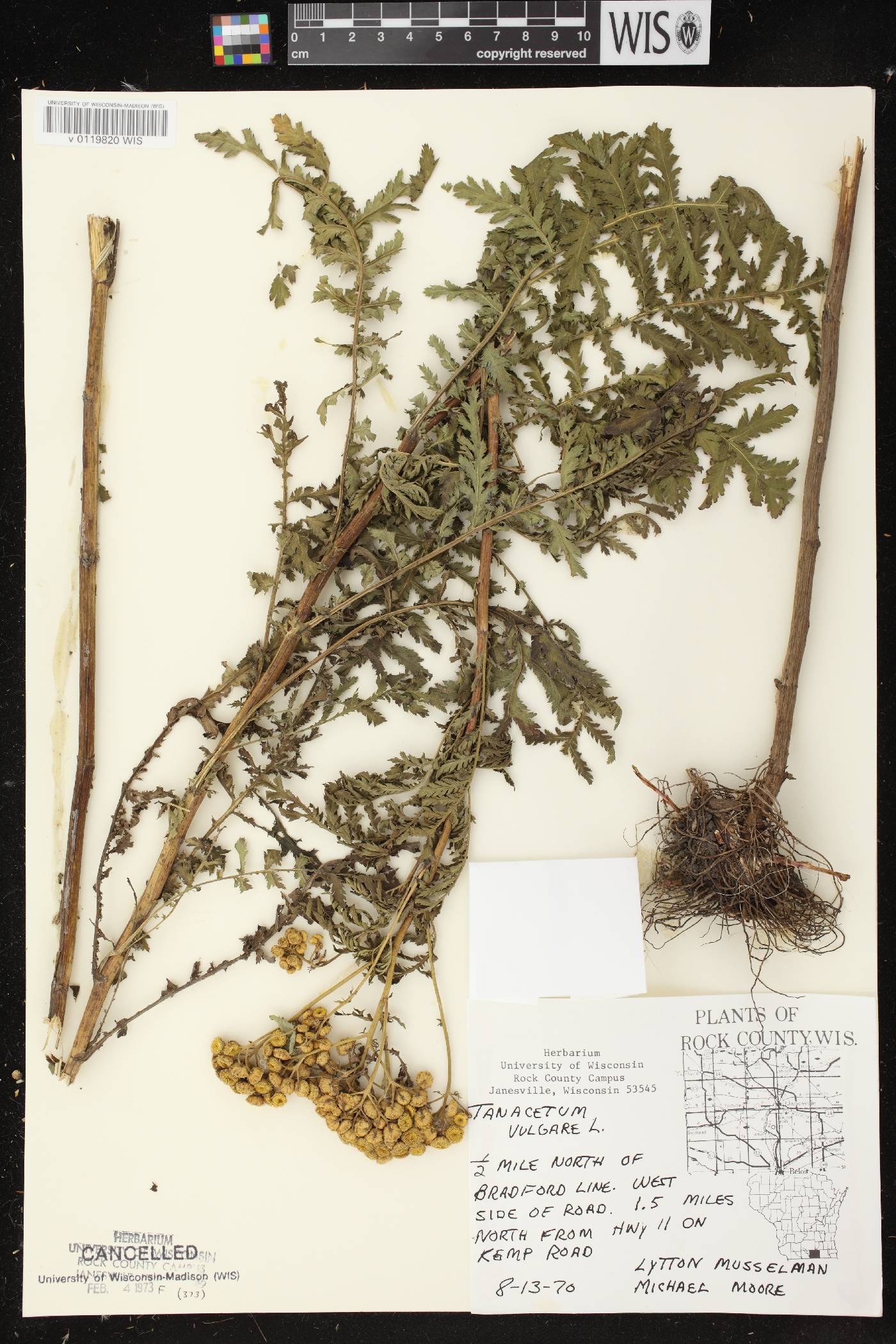 Tanacetum vulgare image