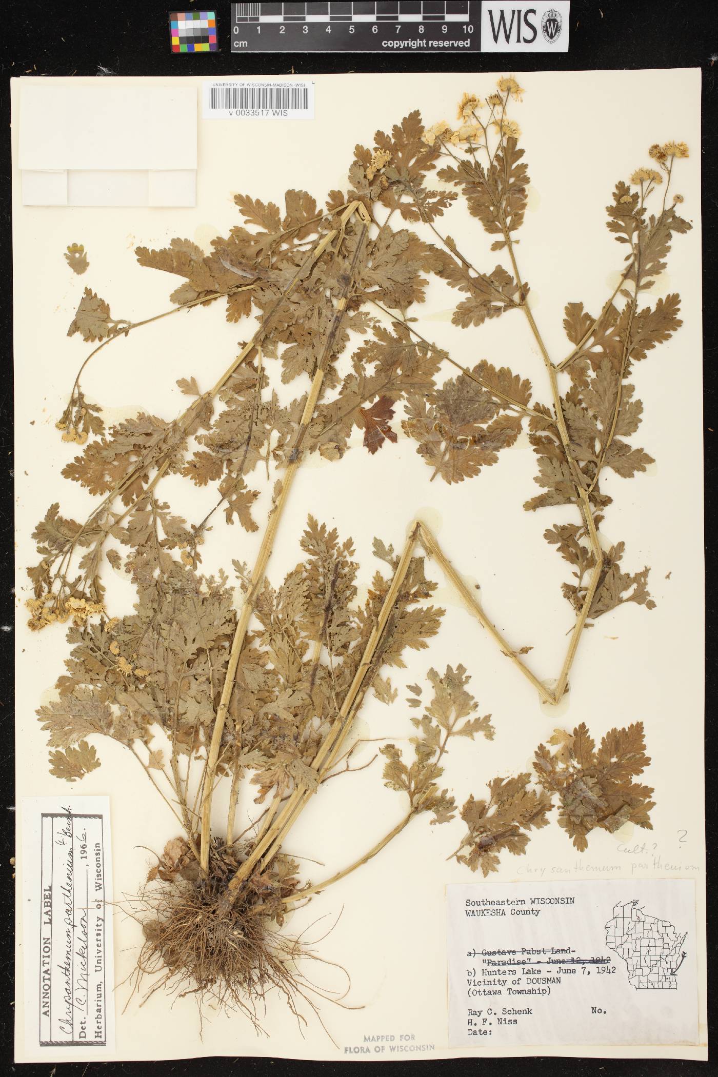 Tanacetum parthenium image