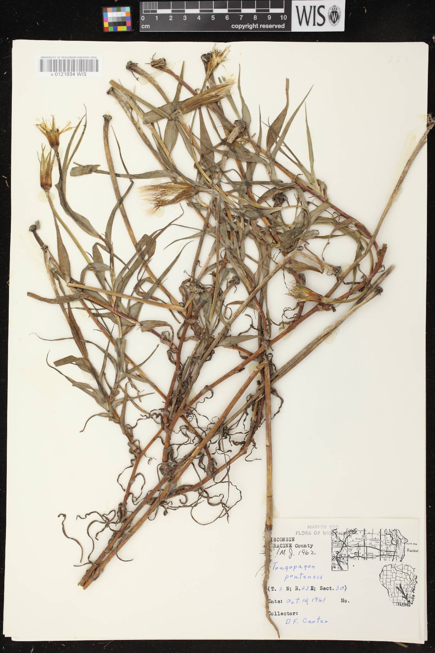 Tragopogon pratensis image