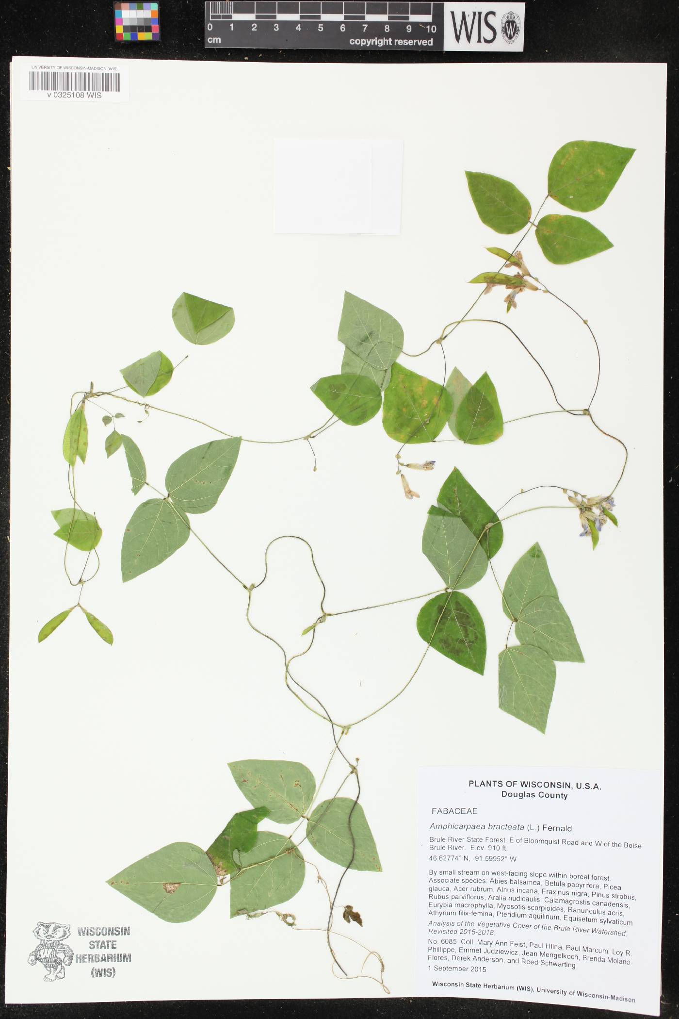 Amphicarpaea bracteata image