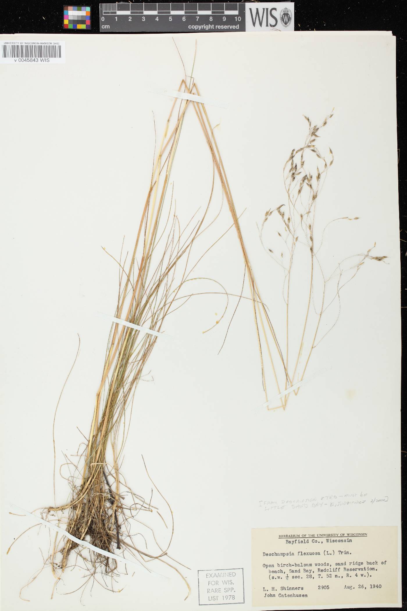 Avenella flexuosa image